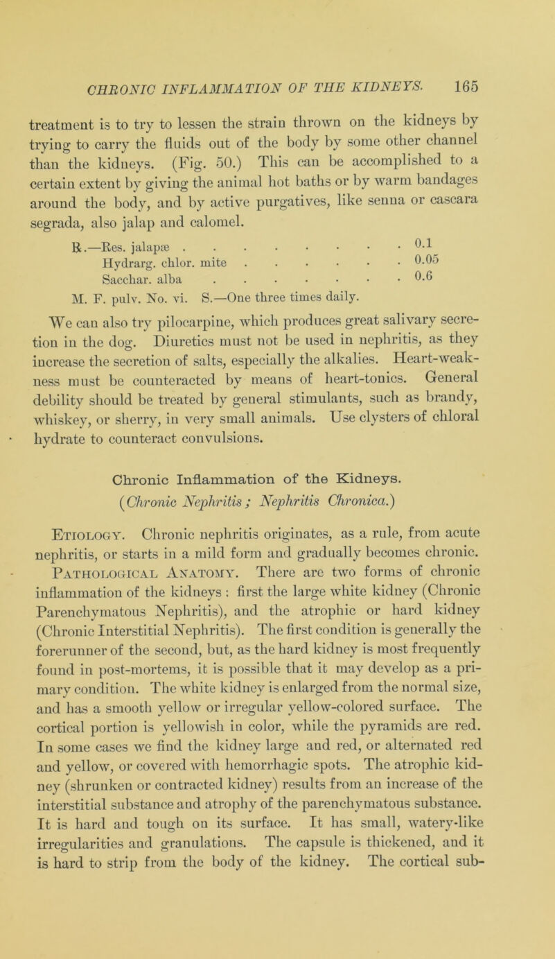 treatment is to try to lessen the strain thrown on the kidneys by trying to carry the tluids out of the body by some other channel than the kidneys. (Fig. 50.) Tliis can be accomplished to a certain extent by giving the animal hot baths or by warm bandages around the body, and by active purgatives, like senua or cascara segrada, also jalap and calomel. R.—Res. jalapse 0.1 Hyclrarg. chlor, mite . . • • • .0.05 Sacchar. alba 0.6 M. F. pulv. No. vi. S.—One three times daily. We can also try pilocarpine, which produces great salivary secre- tion in the dog;. Diuretics must not be used in nephritis, as they increase the secretion of salts, especially the alkalies. Heart-weak- ness must be counteracted by means of heart-tonics. General debility should be treated by general stimulants, such as brandy, whiskey, or sherry, in very small animals. Use clysters of chloral liydrate to counteract convulsions. Chronic Inflammation of the Kidneys. (Chronic Nephritis; Nephritis Chronica.) Etiology. Chronic nephritis originates, as a rule, from acute nephritis, or starts in a mild form and gradually becomes chronic. Pathological Anatomy. There are two forms of chronic inflammation of the kidneys : first the large white kidney (Chronic Parenchymatous Nephritis), and the atrophic or hard kidney (Chronic Interstitial Nephritis). The first condition is generally the forerunuer of the second, but, as the hard kidney is most frequently found in post-mortems, it is possible tliat it may develop as a pri- mary condition. The white kidney is enlarged from the normal size, and has a smooth yellow or irregulär yellow-colored surface. The cortical portion is yellowish in color, while the pyramids are red. In some cases we find the kidney large and red, or alternated red and yellow, or covered witli hemorrhagic spots. The atrophic kid- ney (shrunkeu or contracted kidney) results from an increase of the interstitial substance and atrophy of the parenchymatous substance. It is hard and tough on its surface. It has small, watery-like irregularities and granulations. The capsule is thickened, and it is hard to strip from the body of the kidney. The cortical sub-