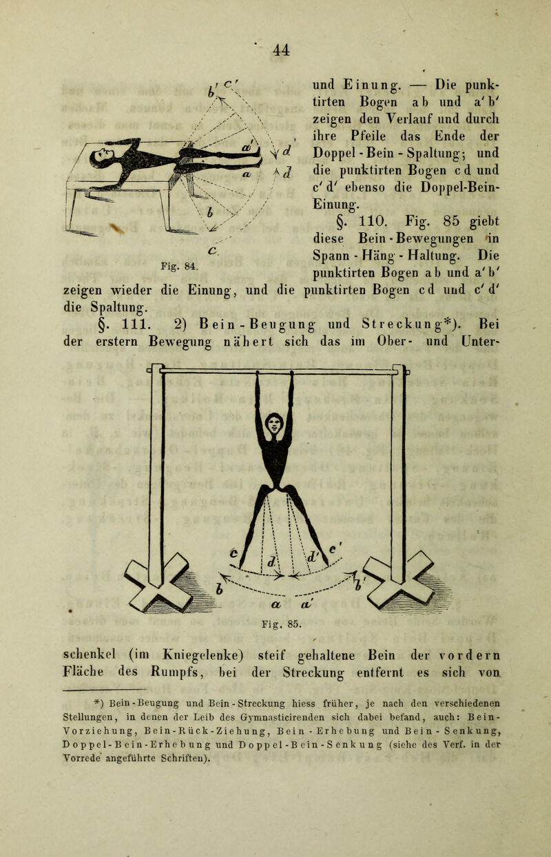 und Einung. — Die punk- tirten Bogen a b und a' b' zeigen den Verlauf und durch ihre Pfeile das Ende der Doppel - Bein - Spaltung; und die punktirten Bogen c d und c' d' ebenso die Doppel-Bein* Einung. §. 110. Fig. 85 giebt diese Bein - Bewegungen dn Spann - Häng - Haltung. Die punktirten Bogen ab und a'b' zeigen wieder die Einung, und die punktirten Bogen cd und c'd' die Spaltung. §. 111. 2) B ei n - Beugung und Streckung*). Bei der erstem Bewegung nähert sich das im Ober- und Unter* Fig. 84. schenke! (im Kniegelenke) steif gehaltene Bein der vordem Fläche des Rumpfs, bei der Streckung entfernt es sich von *) Bein -Beugung und Bein - Streckung hiess früher, je nach den verschiedenen Stellungen, in denen der Leib des Gymnasticirenden sich dabei befand, auch: Bein- Vorziehung, Bein-Rück-Ziehung, Bein - Erhebung und Bein - Senkung, Doppel-Bein-Erhebung und Doppel-Bein-Senkung (siehe des Verf. in der- Vorrede angeführte Schriften).