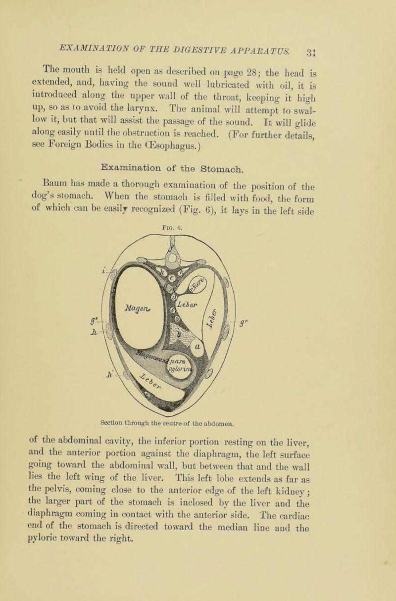 The mouth is held open as described on page 28; the head is extended, and, having the sound well lubricated with oil, it is introduced along the upper wall of the throat, keeping it high up, so as to avoid the larynx. The animal will attempt to swal- low it, but that will assist the passage of the sound. It will glide along easily until the obstruction is reached. (For further details, see Foreign Bodies in the (Esophagus.) Examination of the Stomach. Baum has made a thorough examination of the position of the dog’s stomach. When the stomach is filled with food, the form of which can be easily recognized (Fig. 6), it lays in the left side Fig. 6. of the abdominal cavity, the inferior portion resting on the liver, and the anterior portion against the diaphragm, the left surface going toward the abdominal wall, but between that and the wall lies the left wing of the liver. This left lobe extends as far as the pelvis, coming close to the anterior edge of the left kidney; the larger part of the stomach is inclosed by the liver and the diaphragm coming in contact with the anterior side. The cardiac end of the stomach is directed toward the median line and the pyloric toward the right.