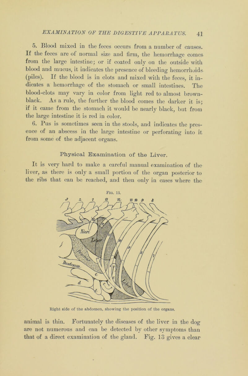 5. Blood mixed in the feces occurs from a number of causes. If the feces are of normal size and firm, the hemorrhage comes from the large intestine; or if coated only on the outside with blood and mucus, it indicates the presence of bleeding hemorrhoids (piles). If the blood is in clots and mixed with the feces, it in- dicates a hemorrhage of the stomach or small intestines. The blood-clots may vary in color from light red to almost brown- black. As a rule, the further the blood comes the darker it is; if it came from the stomach it would be nearly black, but from the large intestine it is red in color. 6. Pus is sometimes seen in the stools, and indicates the pres- ence of an abscess in the large intestine or perforating into it from some of the adjacent organs. Physical Examination of the Liver. It is very hard to make a careful manual examination of the liver, as there is only a small portion of the organ posterior to the ribs that can be reached, and then only in cases where the Fig. 13. Right side of the abdomen, showing the position of the organs. animal is thin. Fortunately the diseases of the liver in the dog are not numerous and can be detected by other symptoms than that of a direct examination of the gland. Fig. 13 gives a clear