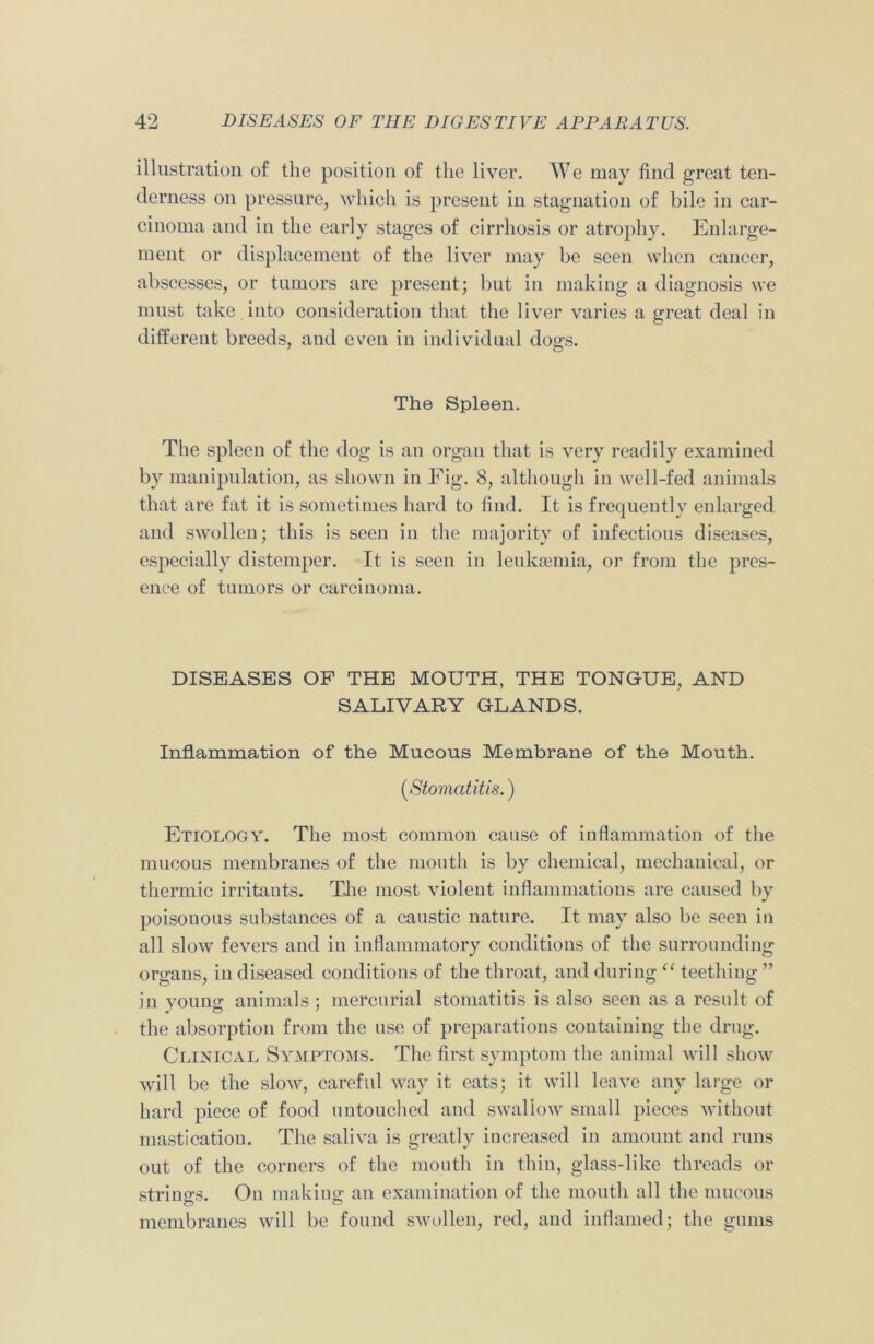 illustration of the position of the liver. We may find great ten- derness on pressure, which is present in stagnation of bile in car- cinoma and in the early stages of cirrhosis or atrophy. Enlarge- ment or displacement of the liver may be seen when cancer, abscesses, or tumors are present; but in making a diagnosis we must take into consideration that the liver varies a great deal in different breeds, and even in individual dogs. The Spleen. The spleen of the dog is an organ that is very readily examined by manipulation, as shown in Fig. 8, although in well-fed animals that are fat it is sometimes hard to find. It is frequently enlarged and swollen; this is seen in the majority of infectious diseases, especially distemper. It is seen in leukaemia, or from the pres- ence of tumors or carcinoma. DISEASES OF THE MOUTH, THE TONGUE, AND SALIVARY GLANDS. Inflammation of the Mucous Membrane of the Mouth. (.Stomatitis.) Etiology. The most common cause of inflammation of the mucous membranes of the mouth is by chemical, mechanical, or thermic irritants. The most violent inflammations are caused by poisonous substances of a caustic nature. It may also be seen in all slow fevers and in inflammatory conditions of the surrounding organs, in diseased conditions of the throat, and during “ teething ” in young animals; mercurial stomatitis is also seen as a result of the absorption from the use of preparations containing the drug. Clinical Symptoms. The first symptom the animal will show will be the slow, careful way it eats; it will leave any large or hard piece of food untouched and swallow small pieces without mastication. The saliva is greatly increased in amount and runs out of the corners of the mouth in thin, glass-like threads or strings. On making1 an examination of the mouth all the mucous membranes will be found swollen, red, and inflamed; the gums