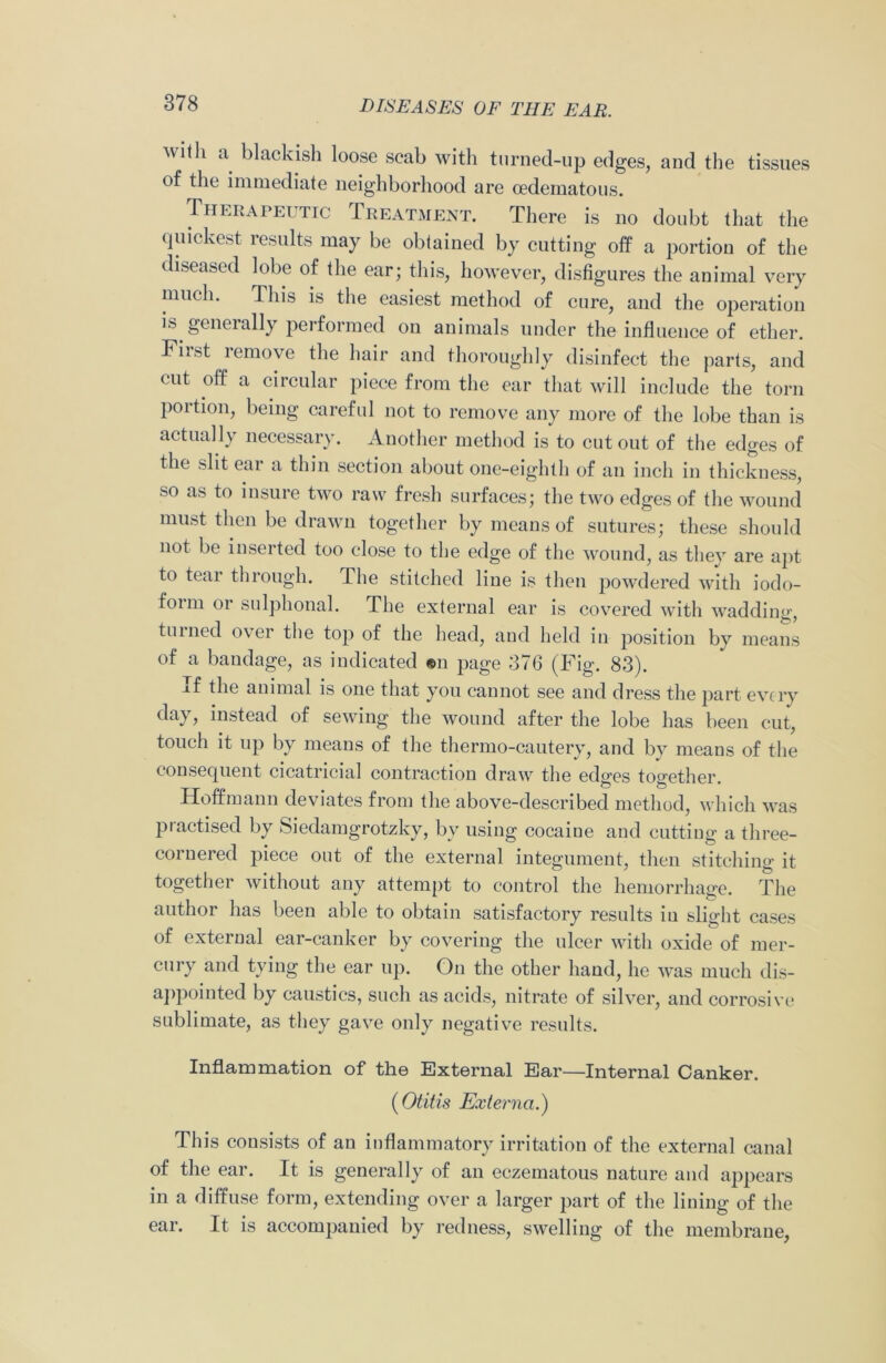 with a blackish loose scab with turned-up edges, and the tissues of the immediate neighborhood are oedematous. Therapeutic Treatment. There is no doubt that the quickest results may be obtained by cutting off a portion of the diseased lobe of the ear; this, however, disfigures the animal very ninth. This is the easiest method of cure, and the operation is generally performed on animals under the influence of ether. Fiist remove the hair and thoroughly disinfect the parts, and cut off a circular piece from the ear that will include the torn portion, being careful not to remove any more of the lobe than is actually necessary. Another method is to cut out of the edges of the slit ear a thin section about one-eighth of an inch in thickness, so as to insure two raw fresh surfaces; the two edges of the wound must then be drawn together by means of sutures; these should not be inserted too close to the edge of the wound, as they are apt to tear through. I he stitched line is then powdered with iodo- form or sulphonal. The external ear is covered with wadding, turned over the top of the head, and held in position by means of a bandage, as indicated ®n page 376 (Fig. 83). If the animal is one that you cannot see and dress the part every day, instead of sewing the wound after the lobe has been cut, touch it up by means of the thermo-cautery, and by means of the consequent cicatricial contraction draw the edges together. Hoffmann deviates from the above-described method, which was practised by Siedamgrotzky, bv using cocaiue and cutting a three- cornered piece out of the external integument, then stitching it together without any attempt to control the hemorrhage. The author has been able to obtain satisfactory results in slight cases of external ear-canker by covering the ulcer with oxide of mer- cury and tying the ear up. On the other hand, he was much dis- appointed by caustics, such as acids, nitrate of silver, and corrosive sublimate, as they gave only negative results. Inflammation of the External Ear—Internal Canker. (Otitis Externa.) This consists of an inflammatory irritation of the external canal of the ear. It is generally of an eczematous nature and appears in a diffuse form, extending over a larger part of the lining of the ear. It is accompanied by redness, swelling of the membrane,