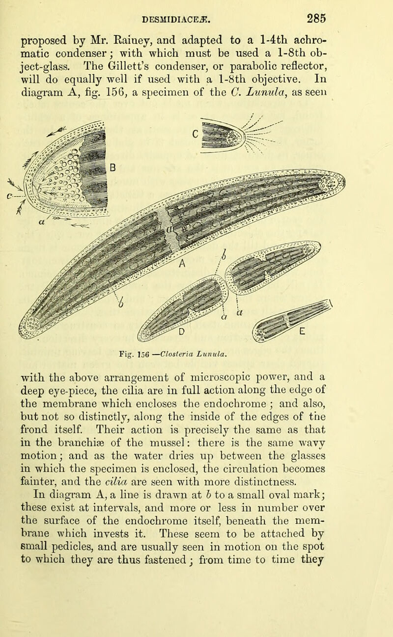 proposed by Mr. Rainey, and adapted to a l-4th achro- matic condenser; with which must be used a l-8th ob- ject-glass. The Gillett’s condenser, or parabolic reflector, will do equally well if used with a l-8th objective. In diagram A, fig. 156, a specimen of the C. Lunula, as seen Fig. 156 —Closteria Lunula. with the above arrangement of microscopic power, and a deep eye-piece, the cilia are in full action along the edge of the membrane which encloses the endochrome; and also, but not so distinctly, along the inside of the edges of the frond itself. Their action is precisely the same as that in the branchiae of the mussel: there is the same wavy motion; and as the water dries up between the glasses in which the specimen is enclosed, the circulation becomes fainter, and the cilia are seen with more distinctness. In diagram A, a line is drawn at b to a small oval mark; these exist at intervals, and more or less in number over the surface of the endochrome itself, beneath the mem- brane which invests it. These seem to be attached by small pedicles, and are usually seen in motion on the spot to which they are thus fastened; from time to time they