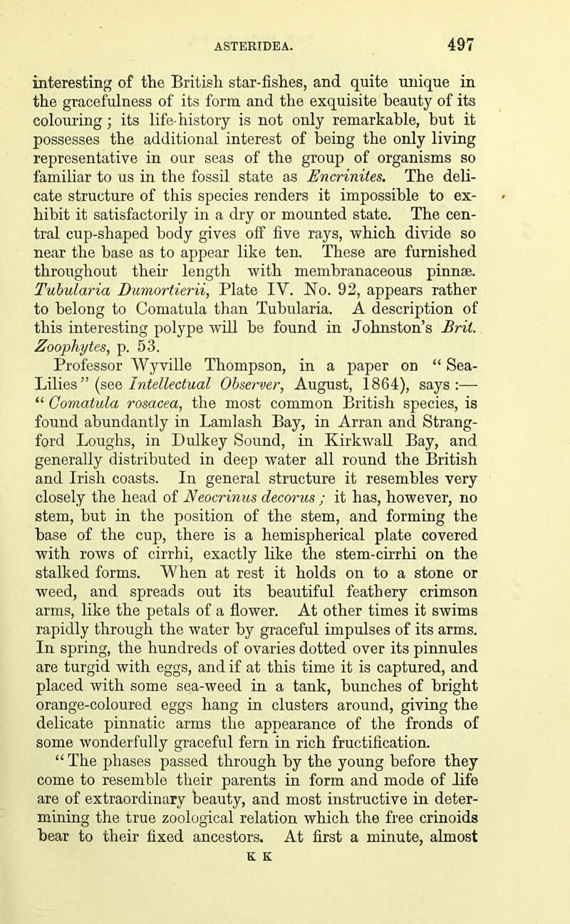 interesting of the British star-fishes, and quite unique in the gracefulness of its form and the exquisite beauty of its colouring; its life-history is not only remarkable, but it possesses the additional interest of being the only living representative in our seas of the group of organisms so familiar to us in the fossil state as Encrinites. The deli- cate structure of this species renders it impossible to ex- hibit it satisfactorily in a dry or mounted state. The cen- tral cup-shaped body gives off five rays, which divide so near the base as to appear like ten. These are furnished throughout their length with membranaceous pinnae. Tubularia Dumortierii, Plate IV. No. 92, appears rather to belong to Comatula than Tubularia. A description of this interesting polype will be found in Johnston’s Bril. Zoophytes, p. 53. Professor Wyville Thompson, in a paper on “ Sea- Lilies” (see Intellectual Observer, August, 1864), says:— “ Comatula rosacea, the most common British species, is found abundantly in Lamlash Bay, in Arran and Strang- ford Loughs, in Dulkey Sound, in Kirkwall Bay, and generally distributed in deep water all round the British and Irish coasts. In general structure it resembles very closely the head of Neocrinus decorus ; it has, however, no stem, but in the position of the stem, and forming the base of the cup, there is a hemispherical plate covered with rows of cirrhi, exactly like the stem-cirrhi on the stalked forms. When at rest it holds on to a stone or weed, and spreads out its beautiful feathery crimson arms, like the petals of a flower. At other times it swims rapidly through the water by graceful impulses of its arms. In spring, the hundreds of ovaries dotted over its pinnules are turgid with eggs, and if at this time it is captured, and placed with some sea-weed in a tank, hunches of bright orange-coloured eggs hang in clusters around, giving the delicate pinnatic arms the appearance of the fronds of some wonderfully graceful fern in rich fructification. “ The phases passed through by the young before they come to resemble their parents in form and mode of life are of extraordinary beauty, and most instructive in deter- mining the true zoological relation which the free crinoids bear to their fixed ancestors. At first a minute, almost K K