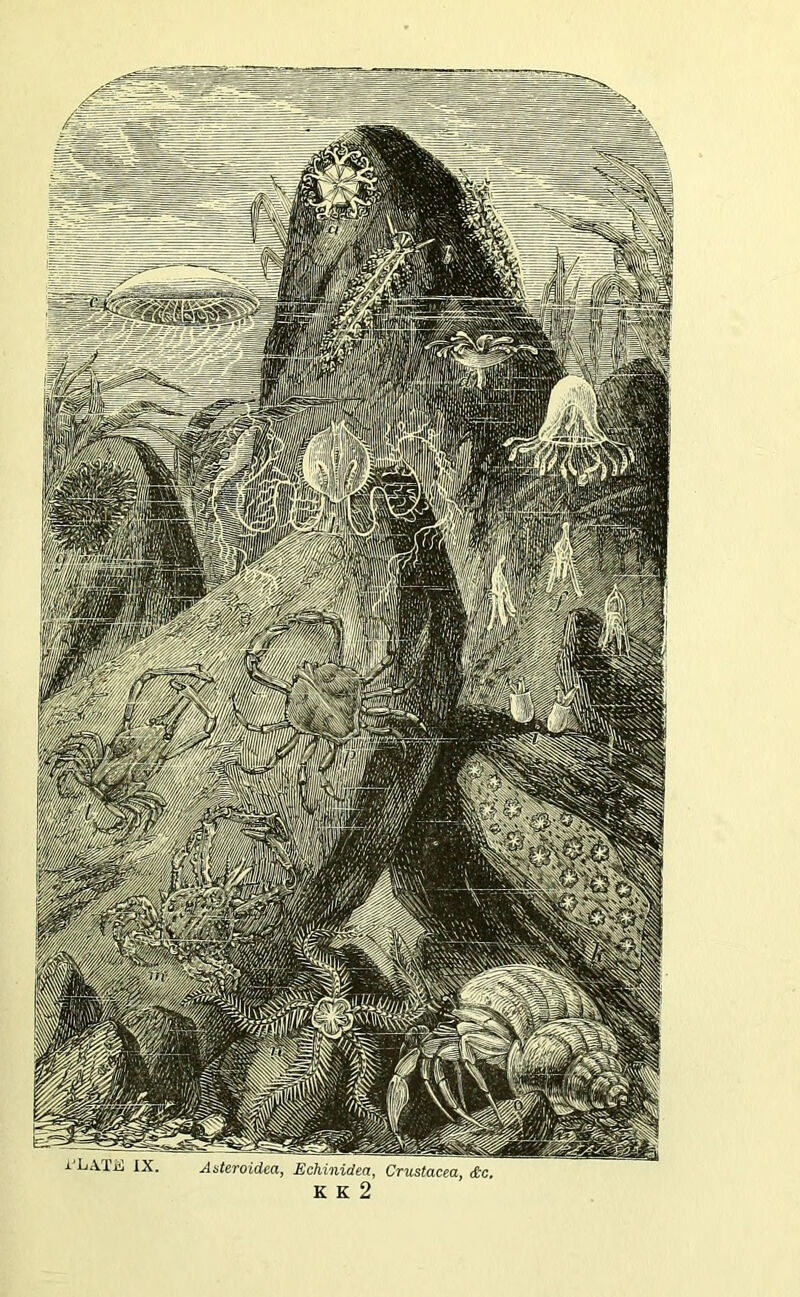 -u-iliii 1A. Asteroiaea, Echinidea, Crustacea, c&c, K K 2