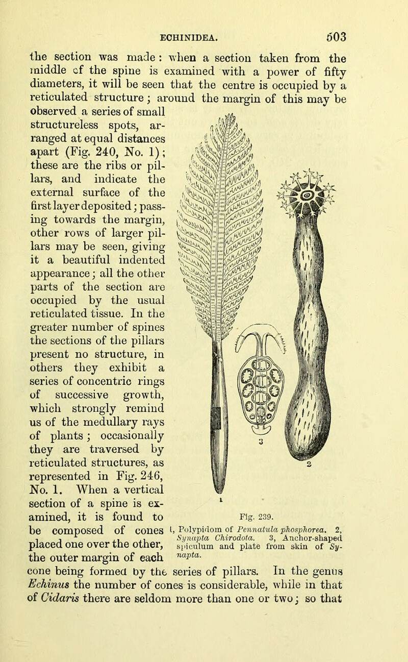 the section was made : when a section taken from the middle of the spine is examined with a power of fifty diameters, it will be seen that the centre is occupied by a reticulated structure ; around the margin of this may be observed a series of small structureless spots, ar- ranged at equal distances apart (Fig, 240, No. 1); these are the ribs or pil- lars, and indicate the external surface of the first layer deposited; pass- ing towards the margin, other rows of larger pil- lars may be seen, giving it a beautiful indented appearance; all the other parts of the section are occupied by the usual reticulated tissue. In the greater number of spines the sections of the pillars present no structure, in others they exhibit a series of concentric rings of successive growth, which strongly remind us of the medullary rays of plants; occasionally they are traversed by reticulated structures, as represented in Fig. 246, No. 1. When a vertical section of a spine is ex- amined, it is found to be composed of cones h Polypidom of Pennatula phosphorea. 2, , , r ,, ,, Synapta, Chirodota. 3, Anchor-shaped placed One Over the other, spiculum and plate from skin of Sy- the outer margin of each naijta- cone being formed by the series of pillars. In the genus Echinus the number of cones is considerable, while in that of Cidaris there are seldom more than one or two; so that Fig. 239.