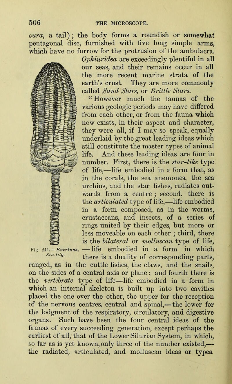 aura, a tail) ; the body forms a roundish or somewhat pentagonal disc, furnished with five long simple arms, which have no furrow for the protrusion of the ambulacra. Ophiuridea are exceedingly plentiful in all our seas, and their remains occur in all the more recent marine strata of the earth’s crust. They are more commonly called Sand Stars, or Brittle Stars. “ However much the faunas of the various geologic periods may have differed from each other, or from the fauna which now exists, in their aspect and character, they were all, if I may so speak, equally underlaid by the great leading ideas which still constitute the master types of animal life. And these leading ideas are four in number. First, there is the star-like type of life,—life embodied in a form that, as in the corals, the sea anemones, the sea urchins, and the star fishes, radiates out- wards from a centre ; second, there is the articulated type of life,—life embodied in a form composed, as in the worms, crustaceans, and insects, of a series of rings united by their edges, but more or less moveable on each other ; third, there is the bilateral or molluscan type of life, • life embodied in a form in which there is a duality of corresponding parts, ranged, as in the cuttle fishes, the claws, and the snails, on the sides of a central axis or plane ; and fourth there is the vertebrate type of life—life embodied in a form in which an internal skeleton is built up into two cavities placed the one over the other, the upper for the reception of the nervous centres, central and spinal,—the lower for the lodgment of the respiratory, circulatory, and digestive organs. Such have been the four central ideas of the faunas of every succeeding generation, except perhaps the earliest of all, that of the Lower Silurian System, in which, so far as is yet known, only three of the number existed,— the radiated, articulated, and molluscan ideas or types. Fig. *241 .—Encrinus, Sea-lily.