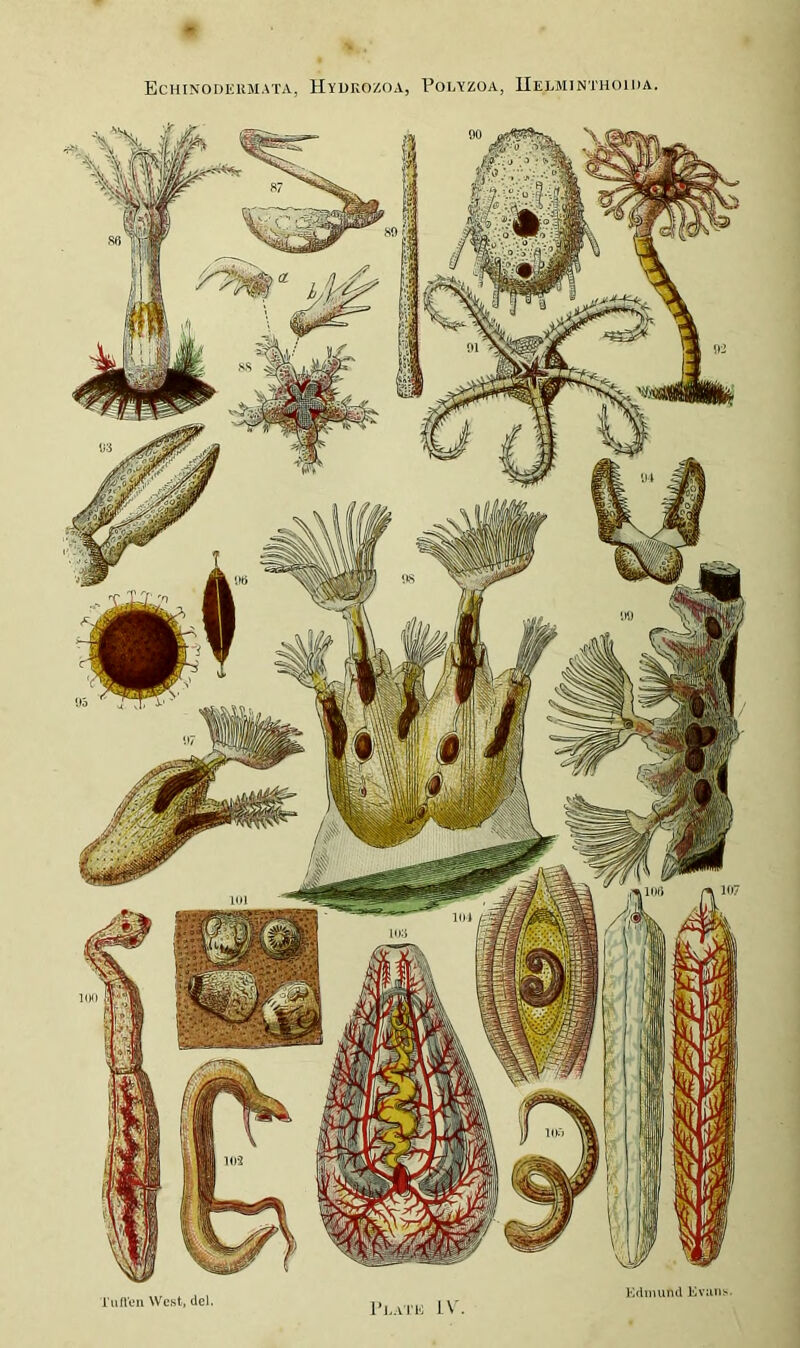 Echinodeumata, Hydrozoa, Polyzoa, IIelminthoida. Edmund Evans. Tuflen West, del.