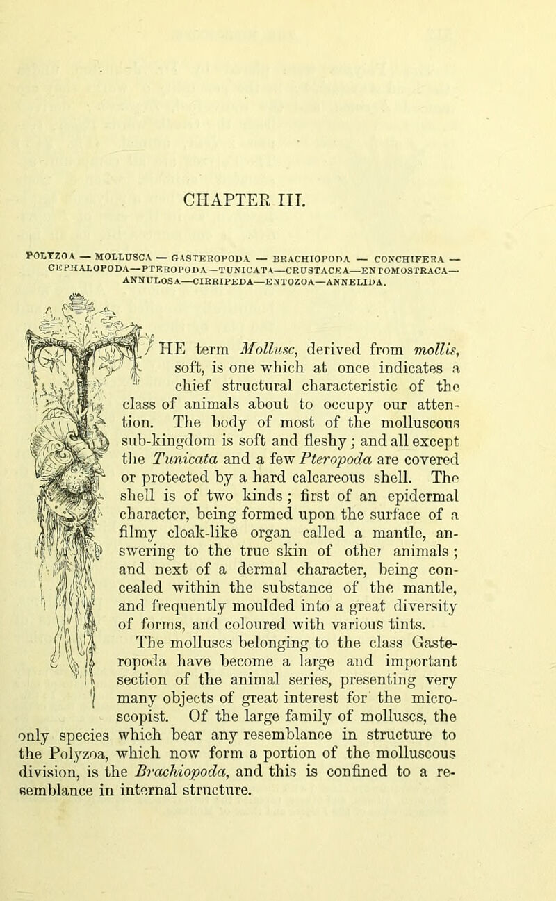 CHAPTER III. POT.YZOA — MOIXUSCA — GASTEROPODA — BP.ACHIOPODA — COFCHTFERA — CEPHALOPODA— PTEROPODA — TUNICATA—CRUSTACEA—EN TOMOSTBACA— ANNULOSA—CIRRIPEDA—ENTOZOA—ANNELIDA. / HE term Mollusc, derived from mollis, soft, is one which at once indicates a chief structural characteristic of the class of animals about to occupy our atten- tion. The body of most of the molluscous sub-kingdom is soft and fleshy; and all except the Tunicata and a few Pteropoda are covered or protected by a hard calcareous shell. The shell is of two kinds; first of an epidermal character, being formed upon the surface of a filmy cloak-like organ called a mantle, an- swering to the true skin of other animals ; and next of a dermal character, being con- cealed within the substance of the mantle, and frequently moulded into a great diversity of forms, and coloured with various tints. The molluscs belonging to the class Gaste- ropoda have become a large and important section of the animal series, presenting very many objects of great interest for the micro- scopist. Of the large family of molluscs, the only species which bear any resemblance in structure to the Polyzoa, which now form a portion of the molluscous division, is the Brachiopoda, and this is confined to a re- semblance in internal structure.