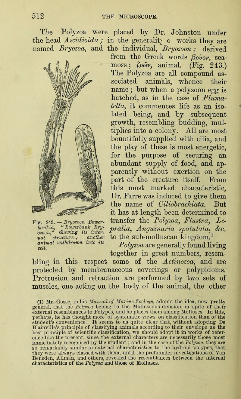 The Polyzoa were placed by Dr. Johnston, under the head A scidioida; in the generality o works they are named Bryozoa, and the individual, Bryozoon; derived from the Greek words (3pvov, sea- moss ; animal. (Fig. 243.) The Polyzoa are all compound as- sociated animals, whence their name ; but when a polyzoon egg is hatched, as in the case of Pluma- tella, it commences life as an iso- lated being, and by subsequent growth, resembling budding, mul- tiplies into a colony. All are most bountifully supplied with cilia, and the play of these is most energetic, for the purpose of securing an abundant supply of food, and ap- parently without exertion on the part of the creature itself. From this most marked characteristic, Dr. Farre was induced to give them the name of Ciliobrachiata. But it has at length been determined to transfer the Polyzoa, Flustra, Le- iankia, “Bowerbanlc Bry- y)ralia, Aliquinaria SVatulatOo. &C. ozoon, showing its inter- * ’ ^ f. ’ nal structure ; another to the SUb-moilUSCan kingdom.-1 animal withdrawn into its p0iyzoa are generallyfound living together in great numbers, resem- bling in tbis respect some of the Actinozoa, and are protected by membranaceous coverings or polypidoms. Protrusion and retraction are performed by two sets of muscles, one acting on the body of the animal, the other (1) Mr.-Gosse, in his Manual of Marine Zoology, adopts the idea, now pretty general, that the Polyzoa belong to the Molluscous division, in spite of their external resemblances to Polypes, and he places them among Molluscs. In this, perhaps, he has thought more of systematic views on classification than of the student’s convenience. It seems to us quite clear that, without adopting De Blainville’s principle of classifying animals according to their envelope as the best principle of scientific classification, we should adopt it in works of refer- ence like the present, since the external characters are necessarily those most immediately recognised by the student; and in the case of the Polyzoa, they are so remarkably similar in external characteristics to the liydroid polypes, that they were always classed with them, until the profounder investigations of Van Beneden, Allman, and others, revealed the resemblances between the internal characteristics of the Polyzoa and those of Molluscs.