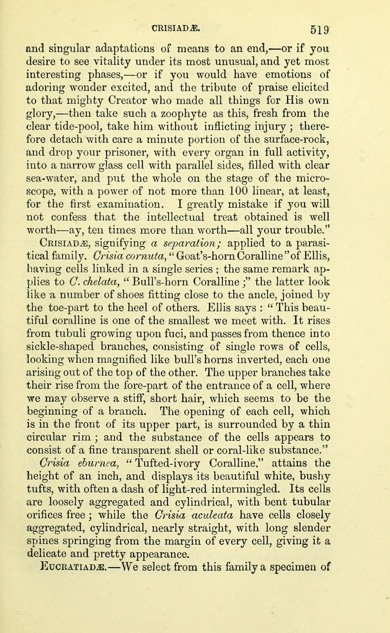 and singular adaptations of means to an end,—or if you desire to see vitality under its most unusual, and yet most interesting phases,—or if you would have emotions of adoring wonder excited, and the tribute of praise elicited to that mighty Creator who made all things for His own glory,—then take such a zoophyte as this, fresh from the clear tide-pool, take him without inflicting injury; there- fore detach with care a minute portion of the surface-rock, and drop your prisoner, with every organ in full activity, into a narrow glass cell with parallel sides, filled with clear sea-wrater, and put the whole on the stage of the micro- scope, with a power of not more than 100 linear, at least, for the first examination. I greatly mistake if you will not confess that the intellectual treat obtained is well worth—ay, ten times more than worth—all your trouble.” CrisiaDjE, signifying a separation; applied to a parasi- tical family. Crisia cornuta, “ Goat’s-hornCoralline”of Ellis, having cells linked in a single series ; the same remark ap- plies to C. chelata, “ Bull’s-horn Coralline the latter look like a number of shoes fitting close to the ancle, joined by the toe-part to the heel of others. Ellis says : “ This beau- tiful coralline is one of the smallest we meet with. It rises from tubuli growing upon fuci, and passes from thence into sickle-shaped branches, consisting of single rows of cells, looking when magnified like bull’s horns inverted, each one arising out of the top of the other. The upper branches take their rise from the fore-part of the entrance of a cell, where we may observe a stiff, short hair, which seems to be the beginning of a branch. The opening of each cell, which is in the front of its upper part, is surrounded by a thin circular rim ; and the substance of the cells appears to consist of a fine transparent shell or coral-like substance.” Crisia eburnea, “ Tufted-ivory Coralline,” attains the height of an inch, and displays its beautiful white, bushy tufts, with often a dash of light-red intermingled. Its cells are loosely aggregated and cylindrical, with bent tubular orifices free; while the Crisia aculeata have cells closely aggregated, cylindrical, nearly straight, with long slender spines springing from the margin of every cell, giving it a delicate and pretty appearance. Eucratiadas.—We select fx-om this family a specimen of