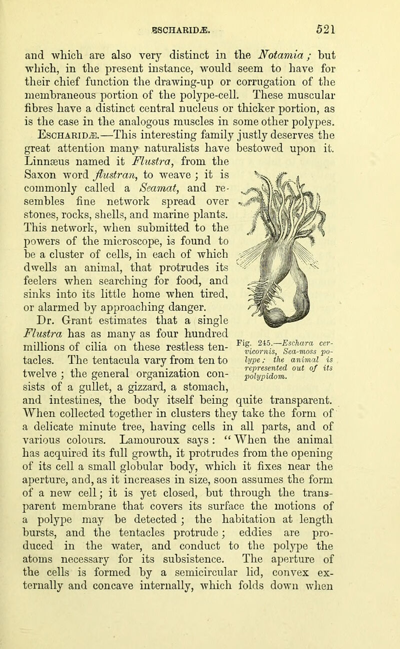 and which are also very distinct in the Notamia; but which, in the present instance, would seem to have for their chief function the drawing-up or corrugation of the membraneous portion of the polype-cell. These muscular fibres have a distinct central nucleus or thicker portion, as is the case in the analogous muscles in some other polypes. Escharid^:.—This interesting family justly deserves the great attention many naturalists have bestowed upon it. Linnaeus named it Flustra, from the Saxon word Jtustran, to weave ; it is commonly called a Seamcit, and re- sembles fine network spread over stones, rocks, shells, and marine plants. This network, when submitted to the powers of the microscope, is found to be a cluster of cells, in each of which dwells an animal, that protrudes its feelers when searching for food, and sinks into its little home when tired, or alarmed by approaching danger. Dr. Grant estimates that a single Flustra has as many as four hundred millions of cilia on these restless ten- Flf1}J^~Eschara‘ cer' tacles. The tentacula vary from ten to twelve ; the general organization con- sists of a gullet, a gizzard, a stomach, and intestines, the body itself being quite transparent. When collected together in clusters they take the form of a delicate minute tree, having cells in all parts, and of various colours. Lamouroux says : “ When the animal has acquired its full growth, it protrudes from the opening of its cell a small globular body, which it fixes near the aperture, and, as it increases in size, soon assumes the form of a new cell; it is yet closed, but through the trans- parent membrane that covers its surface the motions of a polype may be detected; the habitation at length bursts, and the tentacles protrude; eddies are pro- duced in the water, and conduct to the polype the atoms necessary for its subsistence. The aperture of the cells is formed by a semicircular lid, convex ex- ternally and concave internally, which folds down when vicornis, Sea-moss po- lype ; the animal is represented out of its polypidom.