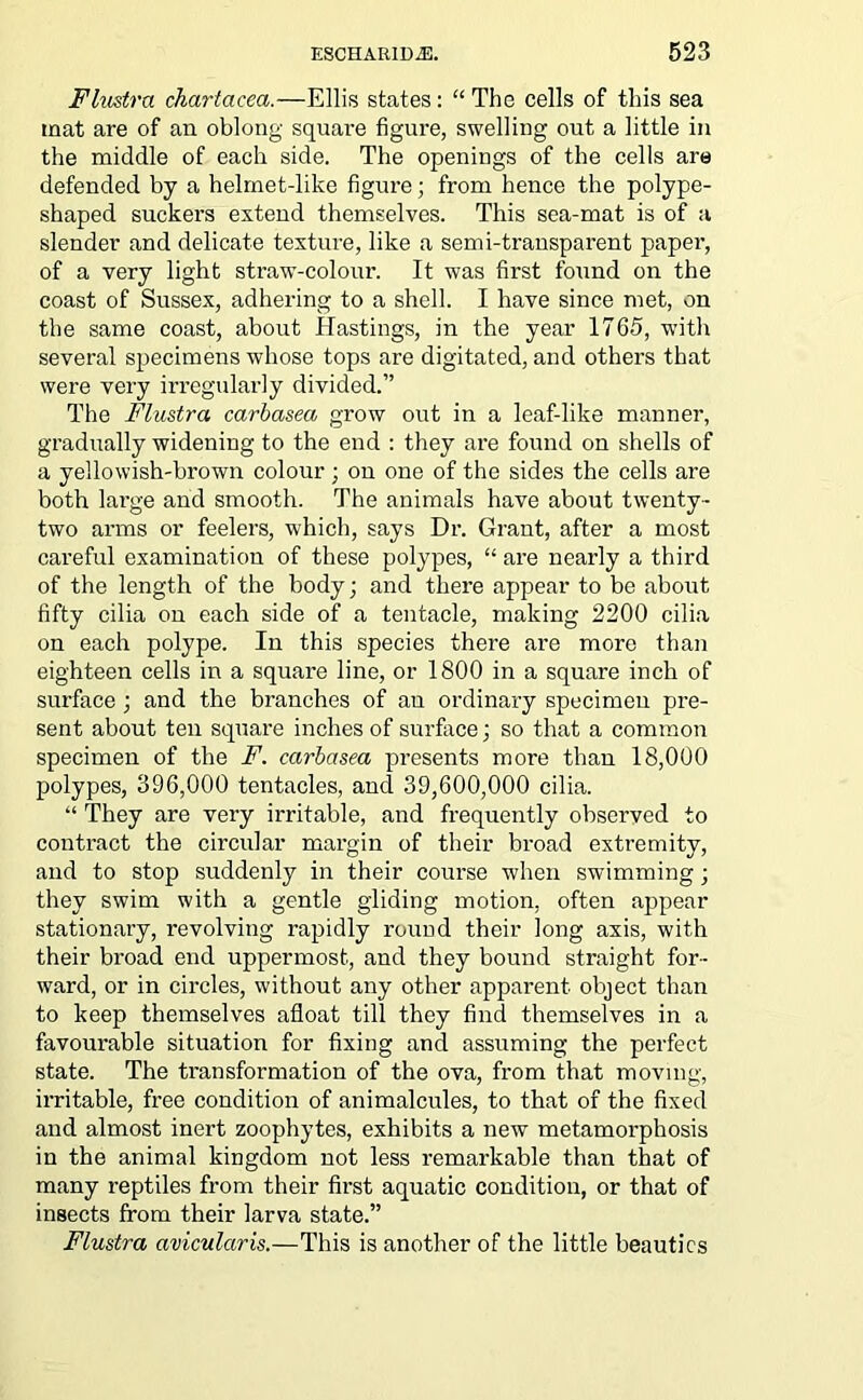 Flustra chartacea.—Ellis states: “ The cells of this sea mat are of an oblong square figure, swelling out a little in the middle of each side. The openings of the cells are defended by a helmet-like figure; from hence the polype- shaped suckers extend themselves. This sea-mat is of a slender and delicate texture, like a semi-transparent paper, of a very light straw-colour. It was first found on the coast of Sussex, adhering to a shell. I have since met, on the same coast, about Hastings, in the year 1765, with several specimens whose tops are digitated, and others that were very irregularly divided.” The Flustra carbasea grow out in a leaf-like manner, gradually widening to the end : they are found on shells of a yellowish-brown colour ; on one of the sides the cells are both large and smooth. The animals have about twenty- two arms or feelers, which, says Dr. Grant, after a most careful examination of these polypes, “ are nearly a third of the length of the body; and there appear to be about fifty cilia on each side of a tentacle, making 2200 cilia on each polype. In this species there are more than eighteen cells in a square line, or 1800 in a square inch of surface ; and the branches of an ordinary specimen pre- sent about ten square inches of surface; so that a common specimen of the F. carbasea presents more than 18,000 polypes, 396,000 tentacles, and 39,600,000 cilia. “ They are very irritable, and frequently observed to contract the circular margin of their broad extremity, and to stop suddenly in their course when swimming; they swim with a gentle gliding motion, often appear stationary, revolving rapidly round their long axis, with their broad end uppermost, and they bound straight for- ward, or in circles, without any other apparent object than to keep themselves afloat till they find themselves in a favourable situation for fixing and assuming the perfect state. The transformation of the ova, from that moving, irritable, free condition of animalcules, to that of the fixed and almost inert zoophytes, exhibits a new metamorphosis in the animal kingdom not less remarkable than that of many reptiles from their first aquatic condition, or that of insects from their larva state.” Flustra avicularis.—This is another of the little beauties