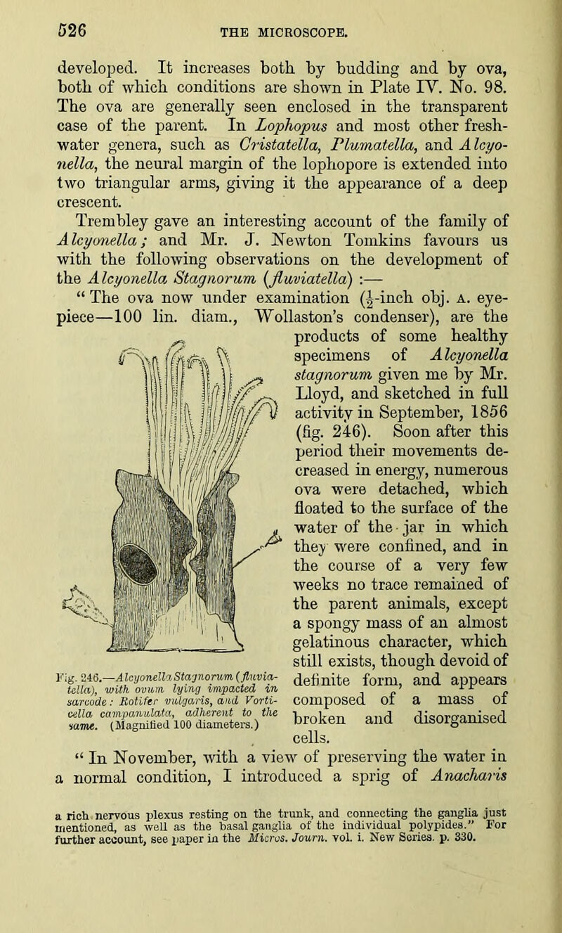 developed. It increases both by budding and by ova, both of which conditions are shown in Plate IV. No. 98. The ova are generally seen enclosed in the transparent case of the parent. In Lophopus and most other fresh- water genera, such as Gristatella, Plumatella, and A Icyo- iiella, the neural margin of the lophopore is extended into two triangular arms, giving it the appearance of a deep crescent. Trembley gave an interesting account of the family of Alcyonella; and Mr. J. Newton Tomkins favours us with the following observations on the development of the Alcyonella Stag norum (jluviatella) :— “The ova now under examination (|-inch obj. a. eye- piece—100 lin. diam., Wollaston’s condenser), are the products of some healthy specimens of A Icyonella stagnorum given me by Mr. Lloyd, and sketched in full activity in September, 1856 (fig. 246). Soon after this period their movements de- creased in energy, numerous ova were detached, which floated to the surface of the water of the jar in which they were confined, and in the course of a very few weeks no trace remained of the parent animals, except a spongy mass of an almost gelatinous character, which still exists, though devoid of definite form, and appears composed of a mass of broken and disorganised cells. “ In November, with a view of preserving the water in a normal condition, I introduced a sprig of Anacharis Fig. 246.—AlcyonellaStagnorum (fluvia- tella), with ovum lying impacted in sarcode: Rotifer vulgaris, and Vorti- cella campanulata, adherent to the same. (Magnified 100 diameters.) a rich nervous plexus resting on the trunk, and connecting the ganglia just mentioned, as well as the basal ganglia of the individual polypides.” For further account, see paper in the Micros. Journ. vol. i. New Series, p. 330.