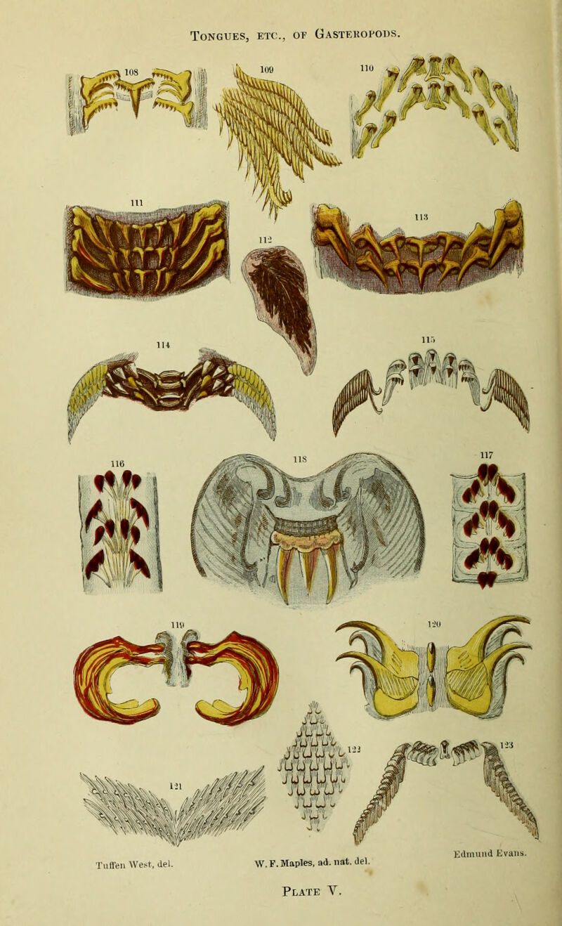 Tongues, etc., of Gastf.kopods. uffen West, del. W. F. Maples, ad. nat. del. Edmund Evans.