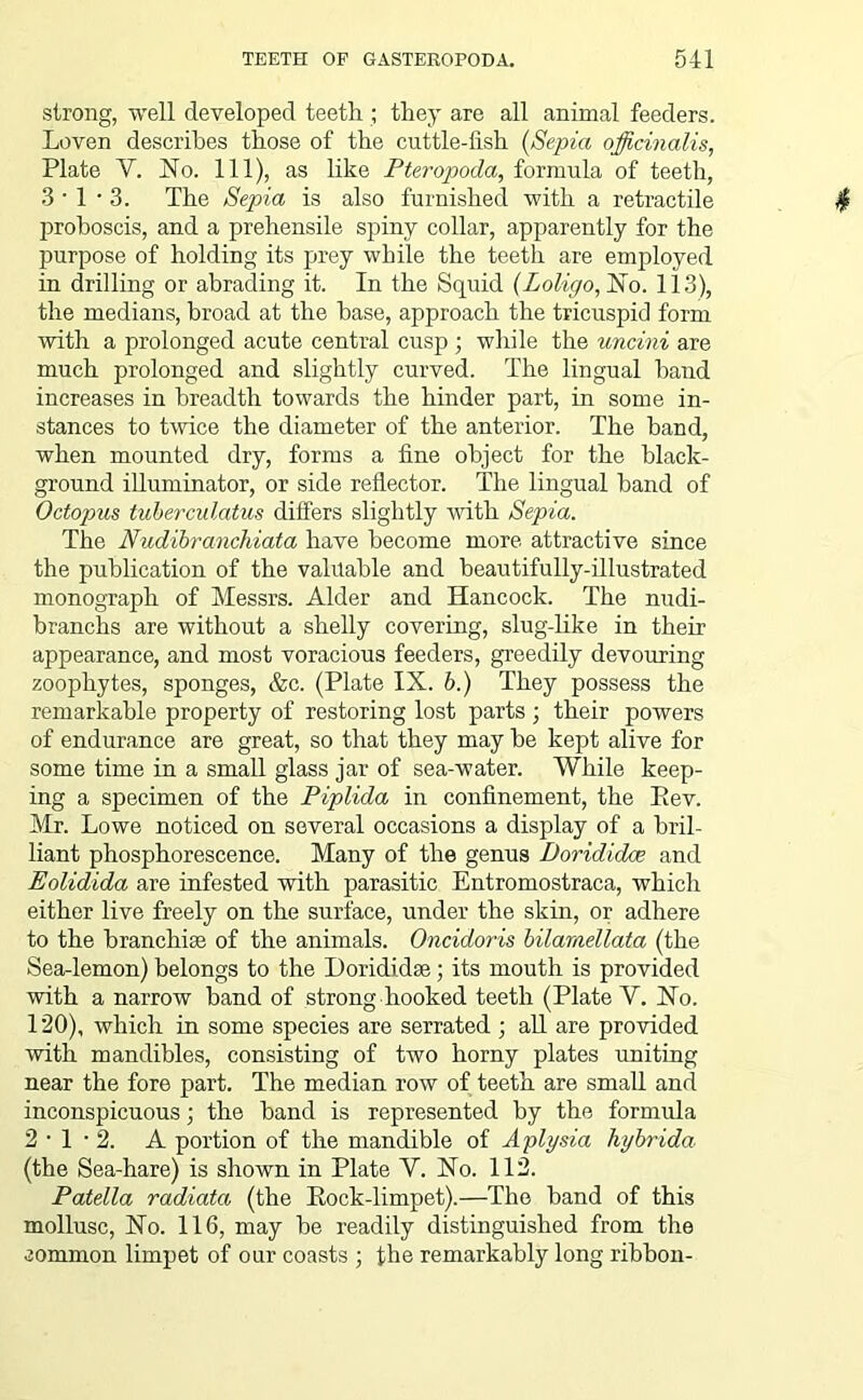 strong, well developed teeth.; they are all animal feeders. Loven describes those of the cuttle-fish (Sepia officinalis, Plate V. jSTo. Ill), as like Pteropoda, formula of teeth, 3 • 1 • 3. The Sepia is also furnished with a retractile proboscis, and a prehensile spiny collar, apparently for the purpose of holding its prey while the teeth are employed in drilling or abrading it. In the Squid (Loligo, No. 113), the medians, broad at the base, approach the tricuspid form with a prolonged acute central cusp ; while the uncini are much prolonged and slightly curved. The lingual band increases in breadth towards the hinder part, in some in- stances to twice the diameter of the anterior. The band, when mounted dry, forms a fine object for the black- ground illuminator, or side reflector. The lingual band of Octopus tuberculatus differs slightly with Sepia. The Nudibranchiata have become more attractive since the publication of the valuable and beautifully-illustrated monograph of Messrs. Alder and Hancock. The nudi- branchs are without a shelly covering, slug-like in their appearance, and most voracious feeders, greedily devouring zoophytes, sponges, &c. (Plate IX. b.) They possess the remarkable property of restoring lost parts ; their powers of endurance are great, so that they may be kept alive for some time in a small glass jar of sea-water. While keep- ing a specimen of the Piplida in confinement, the Eev. Mr. Lowe noticed on several occasions a display of a bril- liant phosphorescence. Many of the genus Dorididce and Eolidida are infested with parasitic Entromostraca, which either live freely on the surface, under the skin, or adhere to the branchiae of the animals. Oncidoris bilamellata (the Sea-lemon) belongs to the Dorididse; its mouth is provided with a narrow band of strong hooked teeth (Plate Y. Ho. 120), which in some species are serrated ; all are provided with mandibles, consisting of two horny plates uniting near the fore part. The median row of teeth are small and inconspicuous; the band is represented by the formula 2 • 1 • 2. A portion of the mandible of Aplysia hybrida (the Sea-hare) is shown in Plate Y. Ho. 112. Patella radiata (the Pock-limpet).—The band of this mollusc, Ho. 116, may be readily distinguished from the common limpet of our coasts ; the remarkably long ribbon-