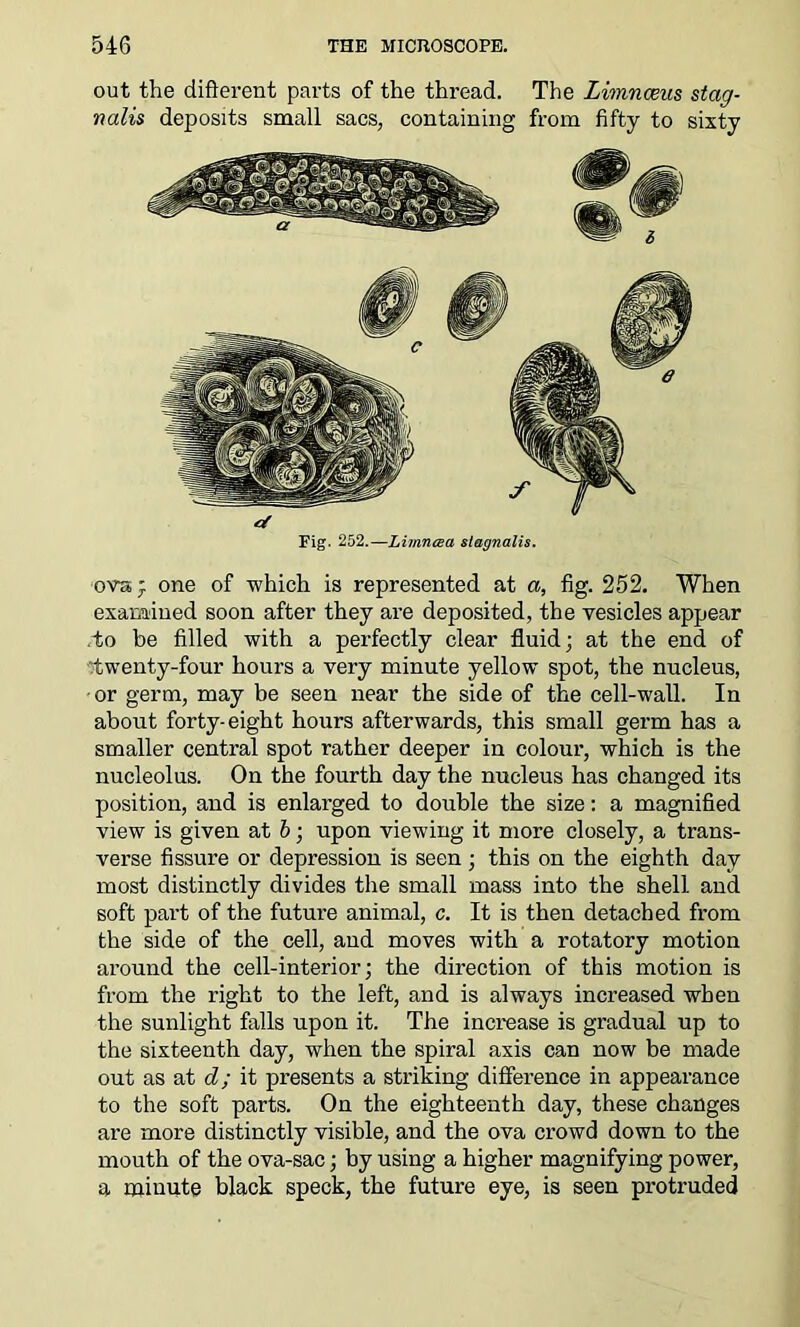 out the different parts of the thread. The Limnceus stag- valis deposits small sacs, containing from fifty to sixty Fig. 252.—Limncea stagnalis. ovaj one of which is represented at a, fig. 252. When examined soon after they are deposited, the vesicles appear to be filled with a perfectly clear fluid; at the end of twenty-four hours a very minute yellow spot, the nucleus, or germ, may be seen near the side of the cell-wall. In about forty-eight hours afterwards, this small germ has a smaller central spot rather deeper in colour, which is the nucleolus. On the fourth day the nucleus has changed its position, and is enlarged to double the size: a magnified view is given at b; upon viewing it more closely, a trans- verse fissure or depression is seen ; this on the eighth day most distinctly divides the small mass into the shell and soft part of the future animal, c. It is then detached from the side of the cell, and moves with a rotatory motion around the cell-interior; the direction of this motion is from the right to the left, and is always increased when the sunlight falls upon it. The increase is gradual up to the sixteenth day, when the spiral axis can now be made out as at d; it presents a striking difference in appearance to the soft parts. On the eighteenth day, these changes are more distinctly visible, and the ova crowd down to the mouth of the ova-sac; by using a higher magnifying power, a minute black speck, the future eye, is seen protruded
