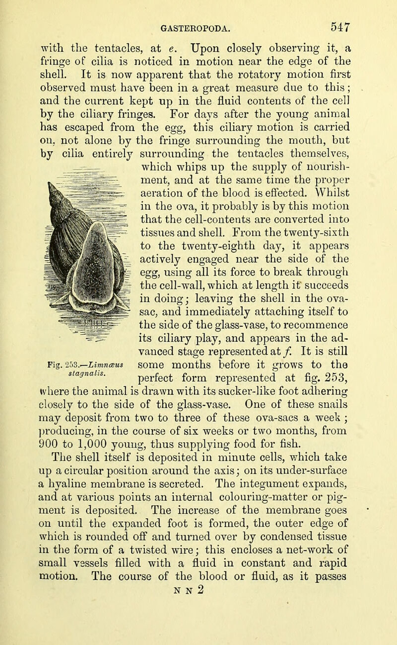 with the tentacles, at e. Upon closely observing it, a fringe of cilia is noticed in motion near the edge of the shell. It is now apparent that the rotatory motion first observed must have been in a great measure due to this; and the current kept up in the fluid contents of the cell by the ciliary fringes. For days after the young animal has escaped from the egg, this ciliary motion is carried on, not alone by the fringe surrounding the mouth, but by cilia entirely surrounding the tentacles themselves, which whips up the supply of nourish- ment, and at the same time the proper aeration of the blood is effected. Whilst in the ova, it probably is by this motion that the cell-contents are converted into tissues and shell. From the twenty-sixth to the twenty-eighth day, it appears actively engaged near the side of the egg, using all its force to break through the cell-wall, which at length it' succeeds in doing; leaving the shell in the ova- sac, and immediately attaching itself to the side of the glass-vase, to recommence its ciliary play, and appears in the ad- vanced stage represented at /. It is still Fig. ‘m.^Limnaus some months before it grows to the stagnahs. perfect form represented at fig. 253, tviiere the animal is drawn with its sucker-like foot adhering closely to the side of the glass-vase. One of these snails may deposit from two to three of these ova-sacs a week ; producing, in the course of six weeks or two months, from 900 to 1,000 young, thus supplying food for fish. The shell itself is deposited in minute cells, which take up a circular position around the axis; on its under-surface a hyaline membrane is secreted. The integument expands, and at various points an internal colouring-matter or pig- ment is deposited. The increase of the membrane goes on until the expanded foot is formed, the outer edge of which is rounded off and turned over by condensed tissue in the form of a twisted wire; this encloses a net-work of small vessels filled with a fluid in constant and rapid motion. The course of the blood or fluid, as it passes N N 2