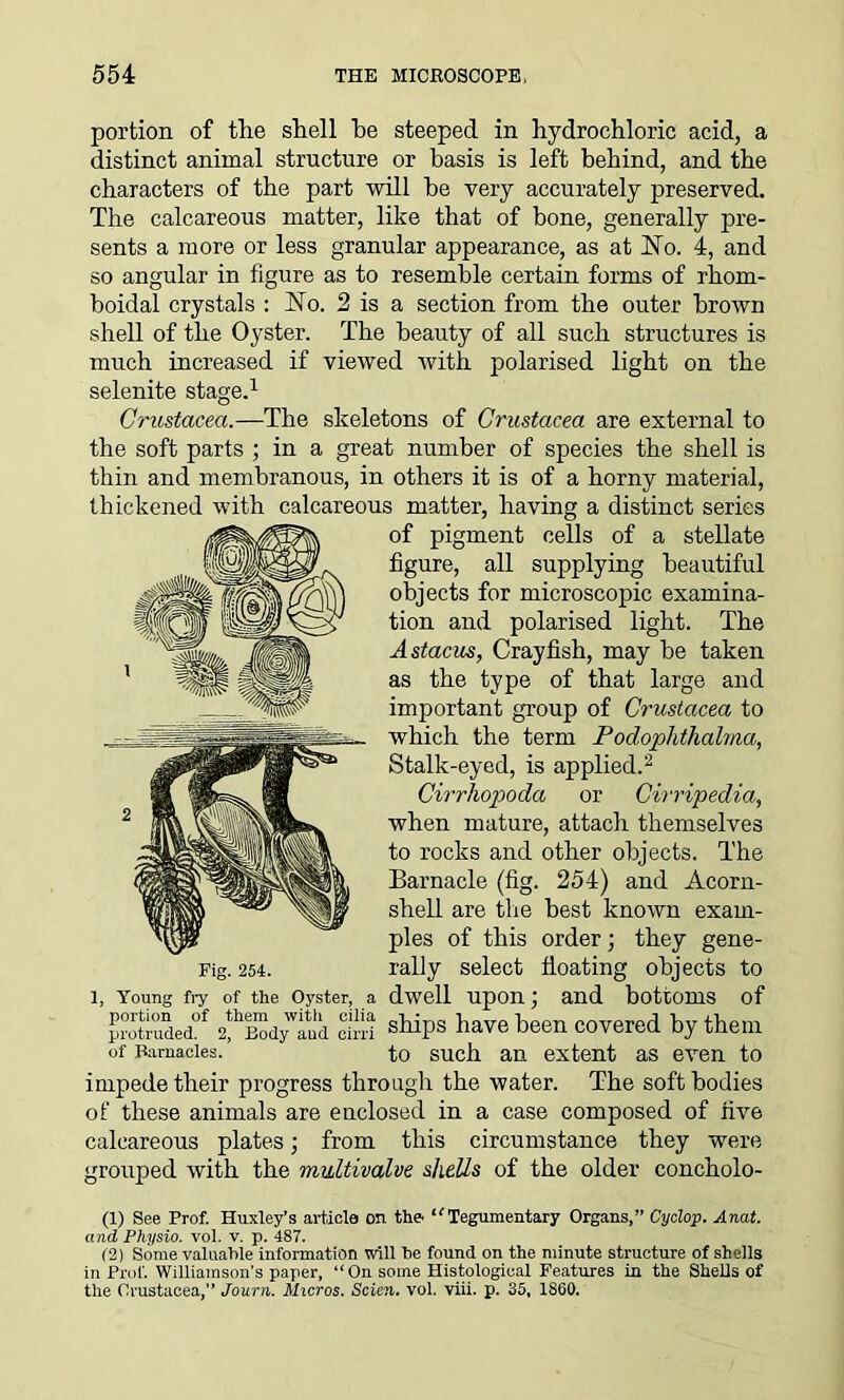 portion of the shell he steeped in hydrochloric acid, a distinct animal structure or basis is left behind, and the characters of the part will he very accurately preserved. The calcareous matter, like that of bone, generally pre- sents a more or less granular appearance, as at No. 4, and so angular in figure as to resemble certain forms of rhom- boidal crystals : No. 2 is a section from the outer brown shell of the Oyster. The beauty of all such structures is much increased if viewed with polarised light on the selenite stage.1 Crustacea.—The skeletons of Crustacea are external to the soft parts ; in a great number of species the shell is thin and membranous, in others it is of a horny material, thickened with calcareous matter, having a distinct series of pigment cells of a stellate figure, all supplying beautiful objects for microscopic examina- tion and polarised light. The Astacus, Crayfish, may be taken as the type of that large and important group of Crustacea to which the term Podophthalma, Stalk-eyed, is applied.2 Cirrliopoda or Cirripedia, when mature, attach themselves to rocks and other objects. The Barnacle (fig. 254) and Acorn- shell are the best known exam- ples of this order; they gene- rally select floating objects to a dwell upon; and bottoms of ships have been covered by them to such an extent as even to impede their progress through the water. The soft bodies of these animals are enclosed in a case composed of five calcareous plates; from this circumstance they were grouped with the multivalve shells of the older concholo- , Young fry of the Oyster, portion of them with cilia protruded. 2, Body aud cirri of Barnacles. (1) See Prof. Huxley's article on the ‘ ‘ Tegumentary Organs,” Cyclop. Anat. and Physio, vol. v. p. 48T. 12) Some valuable information will he found on the minute structure of shells in Prof. Williamson’s paper, “On some Histological Features in the Shells of the Crustacea,” Journ. Micros. Scien. vol. viii. p. 35, I860.