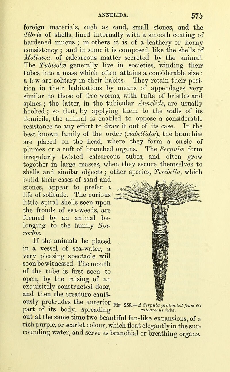 foreign materials, such as sand, small stones, and the debris of shells, lined internally with a smooth coating of hardened mucus ; in others it is of a leathery or horny consistency ; and in some it is composed, like the shells of Mollusca, of calcareous matter secreted by the animal. The Tubicolce generally live in societies, winding their tubes into a mass which often attains a considerable size : a few are solitary in their habits. They retain their posi- tion in their habitations by means of appendages very similar to those of free worms, with tufts of bristles and spines; the latter, in the tubicular Annelids, are usually hooked; so that, by applying them to the walls of its domicile, the animal is enabled to oppose a considerable resistance to any effort to draw it out of its case. In the best known family of the order (Sabellidce), the branchiae are placed on the head, where they form a circle of plumes or a tuft of branched organs. The Serpulce form irregularly twisted calcareous tubes, and often grow together in large masses, when they secure themselves to shells and similar objects ; other species, Terebella, which build their cases of sand and stones, appear to prefer a life of solitude. The curious little spiral shells seen upon the fronds of sea-weeds, are formed by an animal be- longing to the family Spi- rorb is. If the animals be placed in a vessel of sea-water, a very pleasing spectacle will soou be witnessed. The mouth of the tube is first seen to open, by the raising of an exquisitely-constructed door, and then the creature cauti- ously protrudes the anterior Fig 258. part of its body, spreading out at the same time two beautiful fan-like expansions, of a rich purple, or scarlet colour, which float elegantly in the sur- rounding water, and serve as branchial or breathing organs. -A Serpula protruded from its calcareous tube.
