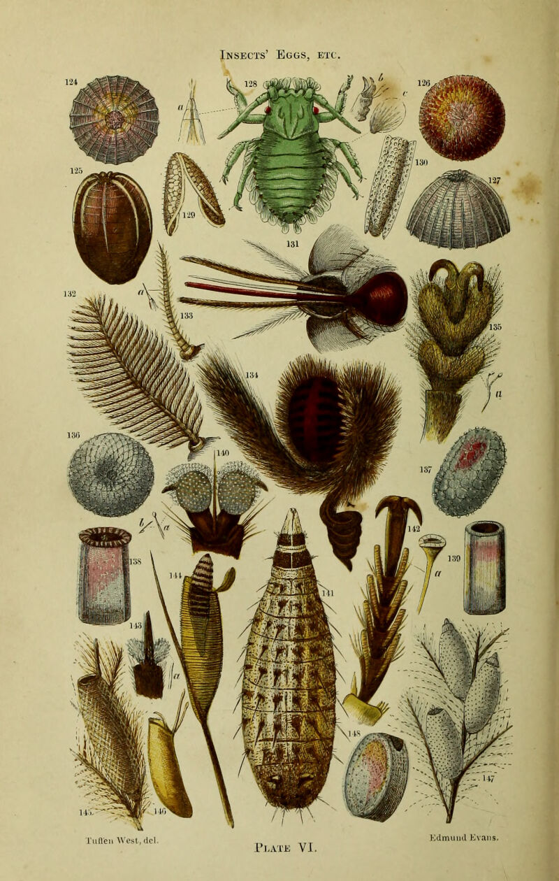 Insects’ Eggs. etc, Tufl'en West, del. Plate VJ. Kdmuiul Evans.