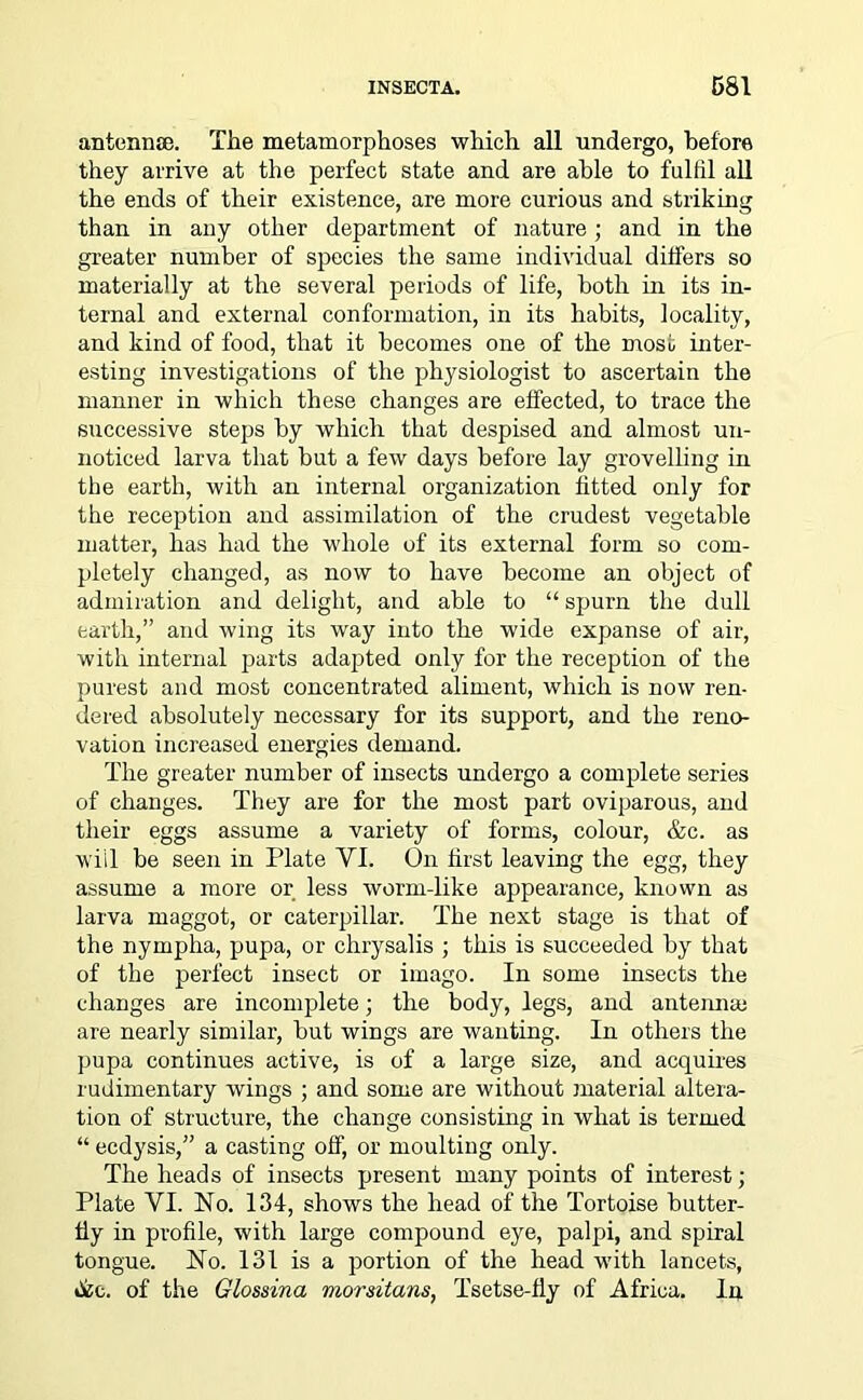 antennae. The metamorphoses which all undergo, before they arrive at the perfect state and are able to fulfil all the ends of their existence, are more curious and striking than in any other department of nature; and in the greater number of species the same individual differs so materially at the several periods of life, both in its in- ternal and external conformation, in its habits, locality, and kind of food, that it becomes one of the most inter- esting investigations of the physiologist to ascertain the manner in which these changes are effected, to trace the successive steps by which that despised and almost un- noticed larva that but a few days before lay grovelling in the earth, with an internal organization fitted only for the reception and assimilation of the crudest vegetable matter, has had the whole of its external form so com- pletely changed, as now to have become an object of admiration and delight, and able to “ spurn the dull earth,” and wing its way into the wide expanse of air, with internal parts adapted only for the reception of the purest and most concentrated aliment, which is now ren- dered absolutely necessary for its support, and the reno- vation increased energies demand. The greater number of insects undergo a complete series of changes. They are for the most part oviparous, and their eggs assume a variety of forms, colour, &c. as will be seen in Plate VI. On first leaving the egg, they assume a more or less worm-like appearance, known as larva maggot, or caterpillar. The next stage is that of the nympha, pupa, or chrysalis ; this is succeeded by that of the perfect insect or imago. In some insects the changes are incomplete; the body, legs, and antenna; are nearly similar, but wings are wanting. In others the pupa continues active, is of a large size, and acquires rudimentary wings ; and some are without material altera- tion of structure, the change consisting in what is termed “ eedysis,” a casting off, or moulting only. The heads of insects present many points of interest; Plate VI. No. 134, shows the head of the Tortoise butter- fly in profile, with large compound eye, palpi, and spiral tongue. No. 131 is a portion of the head with lancets, disc, of the Glossina morsitans, Tsetse-fly of Africa. In