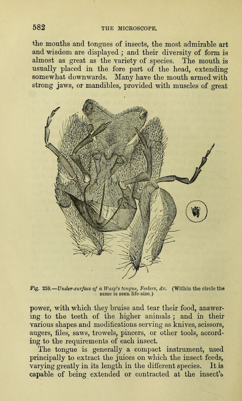 the mouths and tongues of insects, the most admirable art and wisdom are displayed ; and their diversity of form is almost as great as the variety of species. The mouth is usually placed in the fore part of the head, extending somewhat downwards. Many have the mouth armed with strong jaws, or mandibles, provided with muscles of great Fig. 259.—Under-surface of a Wasp’s tongue, Feelers, &c. (Within the circle the same is seen life-size.) power, with which they bruise and tear their food, answer- ing to the teeth of the higher animals ; and in their various shapes and modifications serving as knives, scissors, augers, files, saws, trowels, pincers, or other tools, accord- ing to the requirements of each insect. The tongue is generally a compact instrument, used principally to extract the juices on which the insect feeds, varying greatly in its length in the different species. It is capable of being extended or contracted at the insect’s
