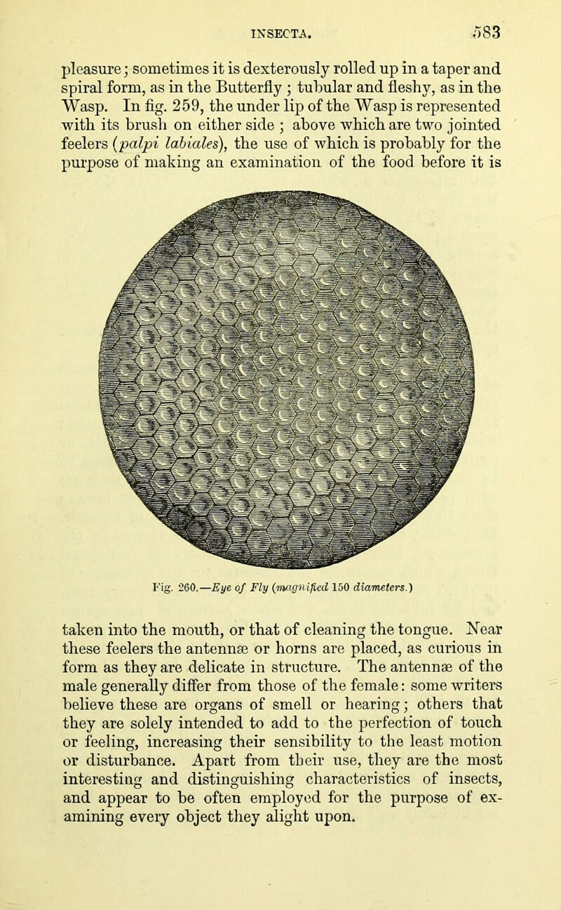 pleasure; sometimes it is dexterously rolled up in a taper and spiral form, as in the Butterfly ; tubular and fleshy, as in the Wasp. In fig. 259, the under lip of the Wasp is represented with its brush on either side ; above which are two jointed feelers (palpi labiales), the use of which is probably for the purpose of making an examination of the food before it is Eig. 260.—Eye of Fly (magnified 150 diameters.) taken into the mouth, or that of cleaning the tongue. Near these feelers the antennae or horns are placed, as curious in form as they are delicate in structure. The antennae of the male generally differ from those of the female: some writers believe these are organs of smell or hearing; others that they are solely intended to add to the perfection of touch or feeling, increasing their sensibility to the least motion or disturbance. Apart from their use, they are the most interesting and distinguishing characteristics of insects, and appear to be often employed for the purpose of ex- amining every object they alight upon.