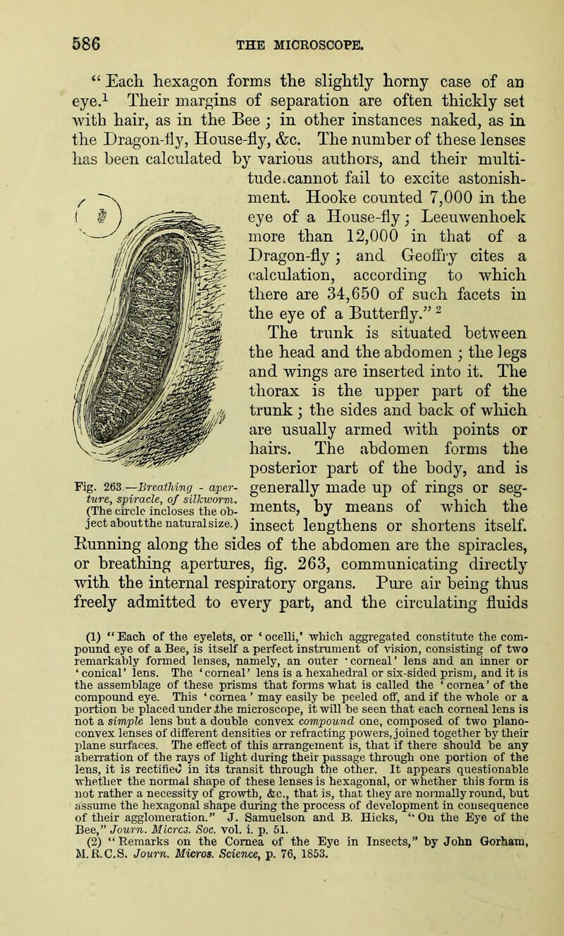 “ Each hexagon forms the slightly horny case of an eye.1 Their margins of separation are often thickly set with hair, as in the Bee ; in other instances naked, as in the Dragon-fly, House-fly, &c. The number of these lenses has been calculated by various authors, and their multi- tude.cannot fail to excite astonish- ment. Hooke counted 7,000 in the eye of a House-fly; Leeuwenhoek more than 12,000 in that of a Dragon-fly; and Geoffry cites a calculation, according to which there are 34,650 of such facets in the eye of a Butterfly.” 2 The trunk is situated between the head and the abdomen ; the legs and wings are inserted into it. The thorax is the upper part of the trunk ; the sides and back of which are usually armed with points or hairs. The abdomen forms the posterior part of the body, and is generally made up of rings or seg- ments, by means of which the insect lengthens or shortens itself. Dunning along the sides of the abdomen are the spiracles, or breathing apertures, fig. 263, communicating directly with the internal respiratory organs. Pure air being thus freely admitted to every part, and the circulating fluids Fig. 263 —Breathing - aper- ture, spiracle, of silkworm. (The circle incloses the ob- ject about the natural size.) (1) “ Each of the eyelets, or ‘ ocelli,’ which aggregated constitute the com- pound eye of a Bee, is itself a perfect instrument of vision, consisting of two remarkably formed lenses, namely, an outer ‘corneal’ lens and an inner or ‘ conical’ lens. The ‘comeal’ lens is a hexahedral or six-sided prism, and it is the assemblage of these prisms that forms what is called the ‘ cornea’ of the compound eye. This ‘ cornea ’ may easily he peeled off, and if the whole or a portion be placed under .the microscope, it will be seen that each corneal lens is not a simple lens but a double convex compound one, composed of two plano- convex lenses of different densities or refracting powers, joined together by their plane surfaces. The effect of this arrangement is, that if there should be any aberration of the rays of light during their passage through one portion of the lens, it is rectified in its transit through the other. It appears questionable whether the normal shape of these lenses is hexagonal, or whether this form is not rather a necessity of growth, &c., that is, that they are normally round, but assume the hexagonal shape during the process of development in consequence of their agglomeration.” J. Samuelson and B. Hicks, ‘‘ On the Eye of the Bee,” Journ. Micros. Soc. vol. i. p. 51. (2) “Remarks on the Cornea of the Eye in Insects,” by John Gorham, M.R.C.S. Journ. Micros. Science, p. 76, 1S53.