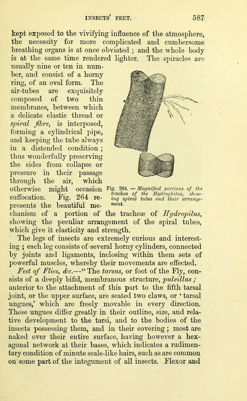 kept exposed to the vivifying influence of the atmosphere, the necessity for more complicated and cumbersome breathing organs is at once obviated ; and the whole body is at the same time rendered lighter. The spiracles are usually nine or ten. in num- ber, and consist of a horny ring, of an oval form. The air-tubes are exquisitely composed of two thin membranes, between which a delicate elastic thread or spiral fibre, is interposed, forming a cylindrical pipe, and keeping the tube always in a distended condition; thus wonderfully preserving the sides from collapse or pressure in their passage through the air, which otherwise might occasion suffocation. Fig. 264 re- presents the beautiful me- chanism of a portion of the tracheae of Hydropilus, showing the peculiar arrangement of the spiral tubes, which give it elasticity and strength. The legs of insects are extremely curious and interest- ing ; each leg consists of-several horny cylinders, connected by joints and ligaments, inclosing within them sets of powerful muscles, whereby their movements are effected. Feet of Flies, die.—“ The tarsus, or foot of the Fly, con- sists of a deeply bifid, membranous structure, pulvillus ; anterior to the attachment of this part to the fifth tarsal joint, or the upper surface, are seated two claws, or ‘ tarsal ungues,’ which are freely movable in every direction. These ungues differ greatly in their outline, size, and rela- tive development to the tarsi, and to the bodies of the insects possessing them, and in their covering; most are naked over their entire surface, having however a hex- agonal network at their bases, which indicates a rudimen- tary condition of minute scale-like hairs, such as are common on some part of the integument of all insects. Flexor and Fig. 264. — Magnified portions of the trachea of the Hydrophilus, show- ing spiral tubes ond their arrange- ment.