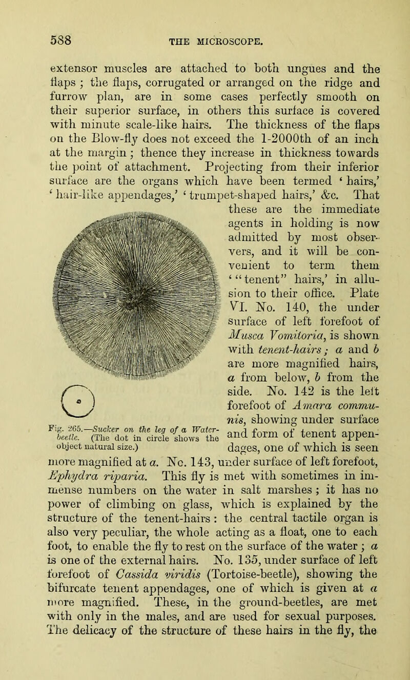 extensor muscles are attached to both ungues and the flaps ; the flaps, corrugated or arranged on the ridge and furrow plan, are in some cases perfectly smooth on their superior surface, in others this surface is covered with minute scale-like hairs. The thickness of the flaps on the Blow-fly does not exceed the l-2000th of an inch at the margin; thence they increase in thickness towards the point of attachment. Projecting from their inferior surface are the organs which have been termed ‘ hairs,’ ‘hair-like appendages/ ‘trumpet-shaped hairs/ &c. That these are the immediate agents in holding is now admitted by most obser- vers, and it will be con- venient to term them ‘“tenent” hairs,’ in allu- sion to their office. Plate VT. No. 140, the under surface of left forefoot of Musca Vomitoria, is shown with tenent-hairs; a and b are more magnified hairs, a from below, b from the side. ISTo. 142 is the leit forefoot of Amnra commu- nis, showing under surface Fig. Z65.—Sucker on the leg of a Water- __.i x' beetle. (The dot in circle shows the an<a f°rm °f tenent appen- objeet natural size.) dages, one of which is seen more magnified at a. Nc. 143, under surface of left forefoot, Ephydra riparia. This fly is met with sometimes in im- mense numbers on the water in salt marshes ; it has no power of climbing on glass, which is explained by the structure of the tenent-hairs : the central tactile organ is also very peculiar, the whole acting as a float, one to each foot, to enable the fly to rest on the surface of the water ; a is one of the external hairs. No. 135, under surface of left forefoot of Cassida viridis (Tortoise-beetle), showing the bifurcate tenent appendages, one of which is given at a more magnified. These, in the ground-beetles, are met with only in the males, and are used for sexual purposes. The delicacy of the structure of these hairs in the fly, the