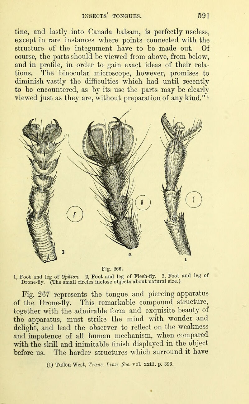 tine, and lastly into Canada balsam, is perfectly useless, except in rare instances where points connected with the structure of the integument have to be made out. Of course, the parts should be viewed from above, from below, and in profile, in order to gain exact ideas of their rela- tions. The binocular microscope, however, promises to diminish vastly the difficulties which had until recently to be encountered, as by its use the parts may be clearly viewed just as they are, without preparation of any kind.”1 Fig. 266. 1, Foot and leg of Ophion. 2, Foot and leg of Flesh-fly. 3, Foot and leg of Drone-fly. (The small circles inclose objects about natural size.) Fig. 267 represents the tongue and piercing apparatus of the Drone-fly. This remarkable compound structure, together with the admirable form and exquisite beauty of the apparatus, must strike the mind with wonder and delight, and lead the observer to reflect on the weakness and impotence of all human mechanism, when compared with the skill and inimitable finish displayed in the object before us. The harder structures which surround it have