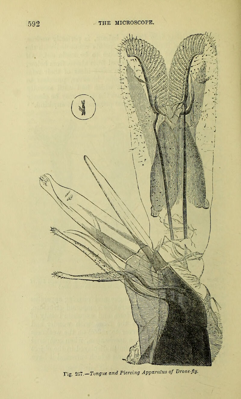 Tig. 2G7.—Tongue and Piercing Apparatus of Drone-fly.