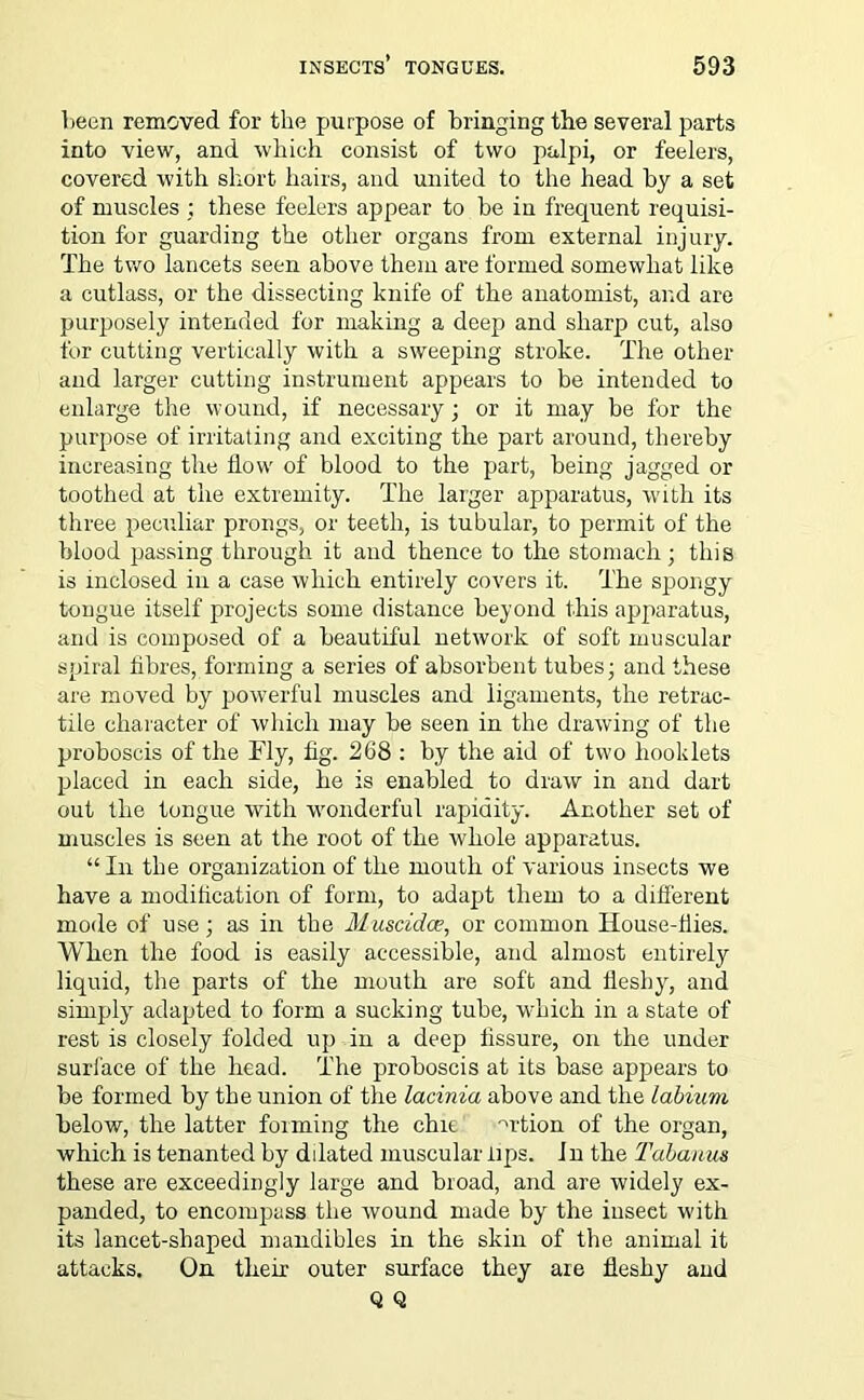 been removed for the purpose of bringing the several parts into view, and which consist of two palpi, or feelers, covered with short hairs, and united to the head by a set of muscles ; these feelers appear to be in frequent requisi- tion for guarding the other organs from external injury. The two lancets seen above them are formed somewhat like a cutlass, or the dissecting knife of the anatomist, and are purposely intended for making a deep and sharp cut, also for cutting vertically with a sweeping stroke. The other and larger cutting instrument appears to be intended to enlarge the wound, if necessary; or it may be for the purpose of irritating and exciting the part around, thereby increasing the flow of blood to the part, being jagged or toothed at the extremity. The larger apparatus, with its three peculiar prongs, or teeth, is tubular, to permit of the blood passing through it and thence to the stomach; this is inclosed in a case which entirely covers it. The spongy tongue itself projects some distance beyond this apparatus, and is composed of a beautiful network of soft muscular spiral fibres, forming a series of absorbent tubes; and these are moved by powerful muscles and ligaments, the retrac- tile character of which may be seen in the drawing of the proboscis of the Fly, fig. 268 : by the aid of two booklets placed in each side, he is enabled to draw in and dart out the tongue with wonderful rapidity. Another set of muscles is seen at the root of the whole apparatus. “ In the organization of the mouth of various insects we have a modification of form, to adapt them to a different mode of use; as in the Muscidce, or common House-flies. When the food is easily accessible, and almost entirely liquid, the parts of the mouth are soft and fleshy, and simply adapted to form a sucking tube, which in a state of rest is closely folded up in a deep fissure, on the under surface of the head. The proboscis at its base appears to be formed by the union of the lacinia above and the labium below, the latter forming the chic -wtion of the organ, which is tenanted by ddated muscular tips. In the Tabanus these are exceedingly large and broad, and are widely ex- panded, to encompass the wound made by the insect with its lancet-shaped mandibles in the skin of the animal it attacks. On their- outer surface they are fleshy and Q Q