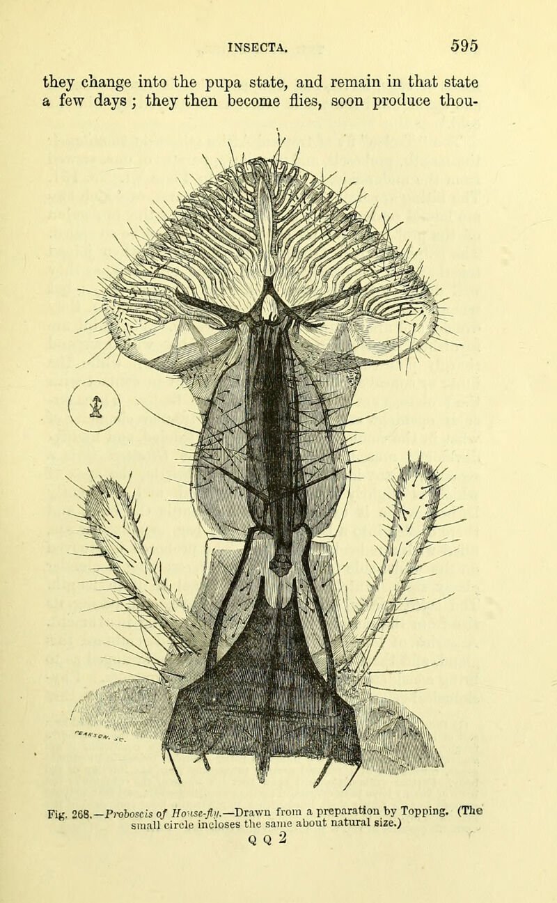they change into the pupa state, and remain in that state a few days ; they then become flies, soon produce thou- Fig. 268.—Proboscis of Ho:-use-fl>i—Drawn from a preparation by Topping. (The small circle incloses the same about natural size.) Q Q 2