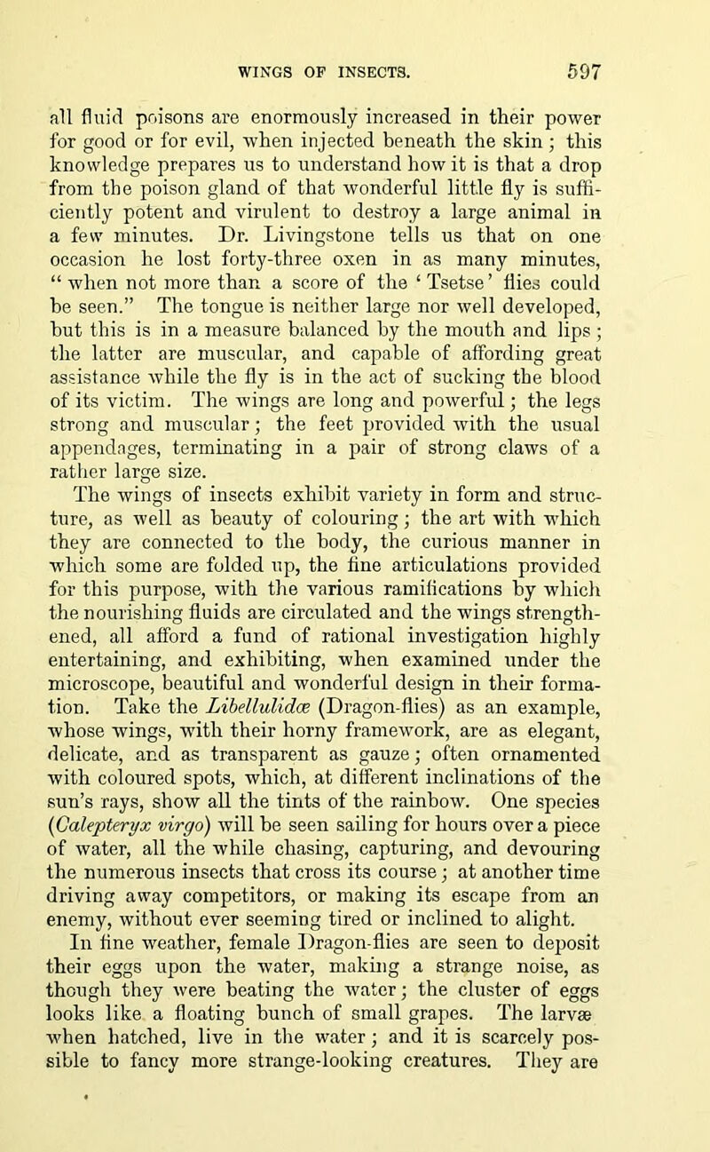 all fluid poisons are enormously increased in their power for good or for evil, when injected beneath the skin; this knowledge prepares us to understand how it is that a drop from the poison gland of that wonderful little fly is suffi- ciently potent and virulent to destroy a large animal in a few minutes. Dr. Livingstone tells us that on one occasion he lost forty-three oxen in as many minutes, “ when not more than a score of the 1 Tsetse’ flies could be seen.” The tongue is neither large nor well developed, hut this is in a measure balanced by the mouth and lips ; the latter are muscular, and capable of affording great assistance while the fly is in the act of sucking the blood of its victim. The wings are long and powerful; the legs strong and muscular; the feet provided with the usual appendages, terminating in a pair of strong claws of a rather large size. The wings of insects exhibit variety in form and struc- ture, as well as beauty of colouring; the art with which they are connected to the body, the curious manner in which some are folded up, the fine articulations provided for this purpose, with the various ramiflcations by which the nourishing fluids are circulated and the wings strength- ened, all afford a fund of rational investigation highly entertaining, and exhibiting, when examined under the microscope, beautiful and wonderful design in their forma- tion. Take the Libellulidce (Dragon-flies) as an example, whose wings, with their horny framework, are as elegant, delicate, and as transparent as gauze; often ornamented with coloured spots, which, at different inclinations of the sun’s rays, show all the tints of the rainbow. One species (Calepteryx virgo) will be seen sailing for hours over a piece of water, all the while chasing, capturing, and devouring the numerous insects that cross its course; at another time driving away competitors, or making its escape from an enemy, -without ever seeming tired or inclined to alight. In fine weather, female Dragon-flies are seen to deposit their eggs upon the water, making a strange noise, as though they were beating the water; the cluster of eggs looks like a floating bunch of small grapes. The larvae when hatched, live in the water; and it is scarcely pos- sible to fancy more strange-looking creatures. They are