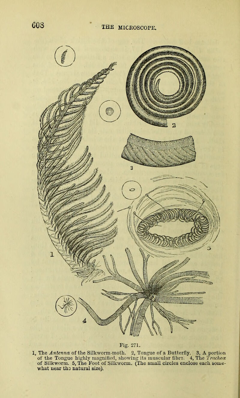 cos Fig. 271. 1, The Antenna of the Silkworm-moth. 2, Tongue of a Butterfly. 3, A portion of the Tongue highly magnified, showing its muscular fibre. 4, The Trachecc of Silkworm. 5, The Foot of Silkworm. (The small circles enclose each some- what near the natural size).