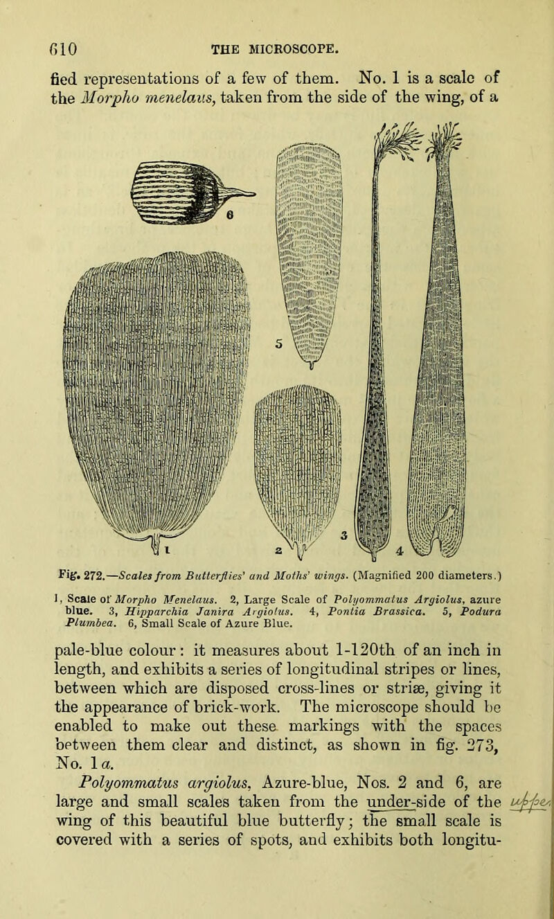 fied representations of a few of them. No. 1 is a scale of the Morpho menelaus, taken from the side of the wing, of a Fig* 272.—Scales from Butterflies’ and Moths’ wings. (Magnified 200 diameters.) 1, Scale of Morpho Menelaus. 2, Large Scale of Polyommatus Argiolus, azure blue. 3, Hipparchia Janira Argiolus. 4, Pontia Brassica. 5, Podura Plumbea. 6, Small Scale of Azure Blue. pale-blue colour: it measures about l-120th of an inch in length, and exhibits a series of longitudinal stripes or lines, between which are disposed cross-lines or striae, giving it the appearance of brick-work. The microscope should be enabled to make out these markings with the spaces between them clear and distinct, as shown in fig. 273, No. la. Polyommatus argiolus. Azure-blue, Nos. 2 and 6, are large and small scales taken from the under-side of the ufjae,. wing of this beautiful blue butterfly; the small scale is covered with a series of spots, and exhibits both longitu-