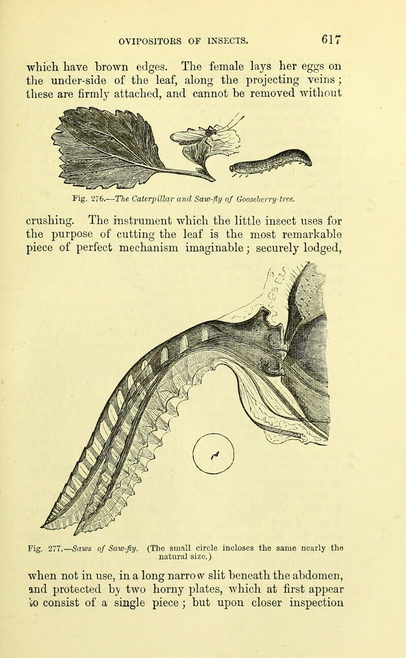 which have brown edges. The female lays her eggs on the under-side of the leaf, along the projecting veins; these are firmly attached, and cannot he removed without Fig. ‘270.—The Caterpillar and Saw-fly of Gooseberry-tree. crushing. The instrument which the little insect uses for the purpose of cutting the leaf is the most remarkable piece of perfect mechanism imaginable; securely lodged, when not in use, in a long narrow slit beneath the abdomen, and protected by two horny plates, which at first appear to consist of a single piece; but upon closer inspection