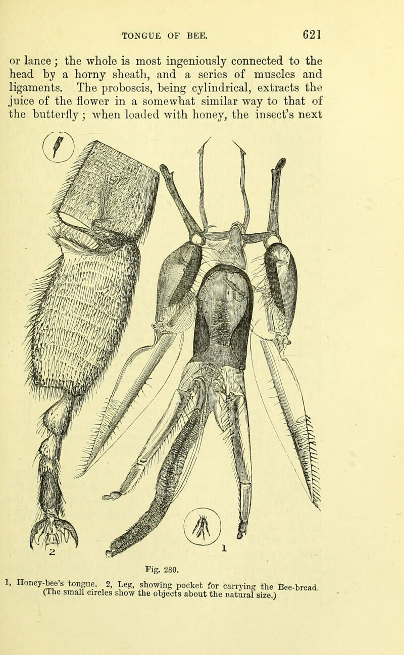 or lance; the whole is most ingeniously connected to the head by a horny sheath, and a series of muscles and ligaments. The proboscis, being cylindrical, extracts the juice of the flower in a somewhat similar way to that of the butterfly; when loaded with honey, the insect’s next Fig. 280. 1, Honey-bee’s tongue. 2, Leg, showing pocket for carrying the Bee-bread (the small circles show the objects about the natural size.)