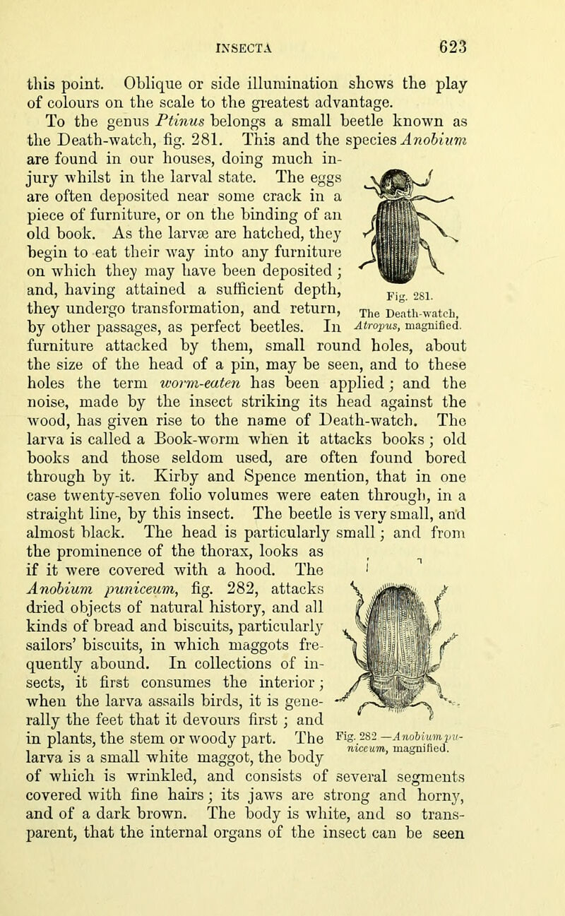 this point. Oblique or side illumination shows the play of colours on the scale to the greatest advantage. To the genus Ptinus belongs a small beetle known as the Death-watch, fig. 281. This and the species Anobium are found in our houses, doing much in- jury whilst in the larval state. The eggs are often deposited near some crack in a piece of furniture, or on the binding of an old book. As the larvae are hatched, they begin to eat their way into any furniture on which they may have been deposited ; and, having attained a sufficient depth, Fj(, 281 they undergo transformation, and return, The Death-watch, by other passages, as perfect beetles. In Atropus, magnified, furniture attacked by them, small round holes, about the size of the head of a pin, may be seen, and to these holes the term worvi-eaten has been applied; and the noise, made by the insect striking its head against the wood, has given rise to the name of Death-watch. The larva is called a Book-worm when it attacks books ; old books and those seldom used, are often found bored through by it. Kirby and Spence mention, that in one case twenty-seven folio volumes were eaten through, in a straight line, by this insect. The beetle is very small, and almost black. The head is particularly small; and from the prominence of the thorax, looks as if it were covered with a hood. The Anobium puniceum, fig. 282, attacks dried objects of natural history, and all kinds of bread and biscuits, particularly sailors’ biscuits, in which maggots fre- quently abound. In collections of in- sects, it first consumes the interior; when the larva assails birds, it is gene- rally the feet that it devours first ; and in plants, the stem or woody part. The larva is a small white maggot, the body of which is wrinkled, and consists of several segments covered with fine hairs; its jaws are strong and horny, and of a dark brown. The body is white, and so trans- parent, that the internal organs of the insect can be seen Fig. 282 —AnoMumyv- niceum, magnified.