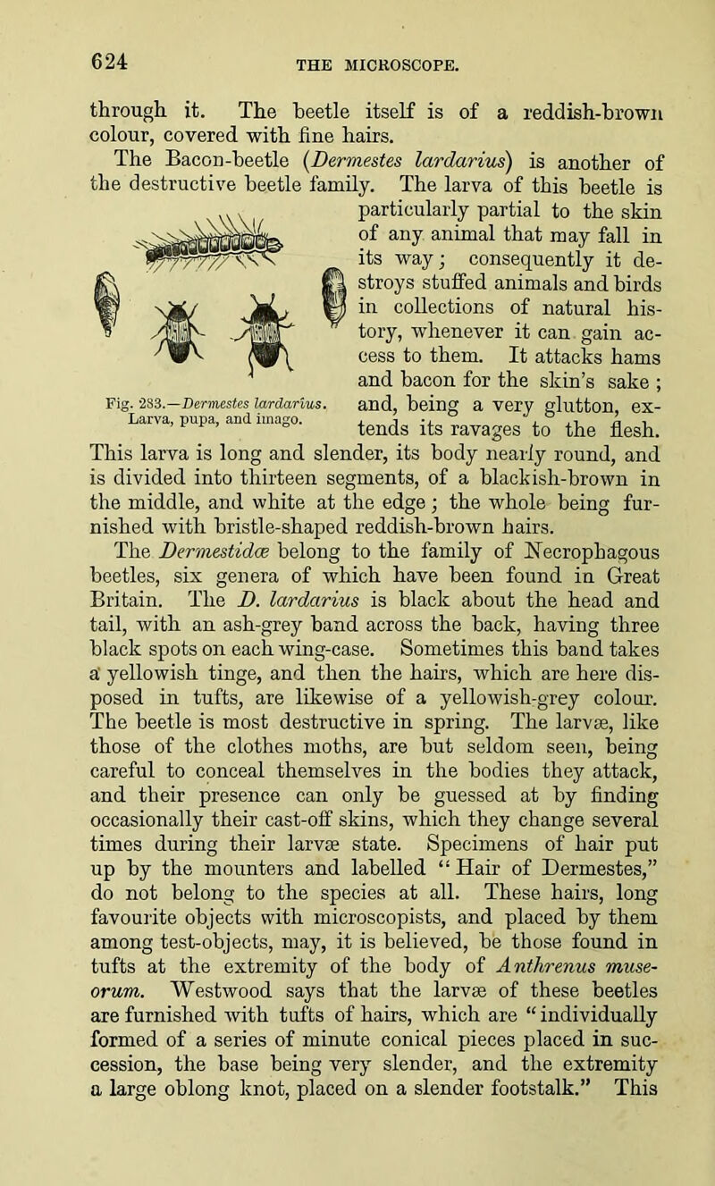 Fig. :283.—Dermestes lardarius. Larva, pupa, and imago. through it. The beetle itself is of a reddish-brown colour, covered with fine hairs. The Bacon-beetle (Dermestes lardarius) is another of the destructive beetle family. The larva of this beetle is particularly partial to the skin of any animal that may fall in its way; consequently it de- stroys stuffed animals and birds in collections of natural his- tory, whenever it can gain ac- cess to them. It attacks hams and bacon for the skin’s sake ; and, being a very glutton, ex- tends its ravages to the flesh. This larva is long and slender, its body nearly round, and is divided into thirteen segments, of a blackish-brown in the middle, and white at the edge ; the whole being fur- nished with bristle-shaped reddish-brown hairs. The Dermestidce belong to the family of Necrophagous beetles, six genera of which have been found in Great Britain. The D. lardarius is black about the head and tail, with an ash-grey band across the back, having three black spots on each wing-case. Sometimes this band takes a' yellowish tinge, and then the hairs, which are here dis- posed in tufts, are likewise of a yellowish-grey colour. The beetle is most destructive in spring. The larvae, like those of the clothes moths, are but seldom seen, being careful to conceal themselves in the bodies they attack, and their presence can only be guessed at by finding occasionally their cast-off skins, which they change several times during their larvae state. Specimens of hair put up by the mounters and labelled “ Hair of Dermestes,” do not belong to the species at all. These hairs, long favourite objects with microscopists, and placed by them among test-objects, may, it is believed, be those found in tufts at the extremity of the body of Anthrenus muse- orum. Westwood says that the larvae of these beetles are furnished with tufts of hairs, which are “ individually formed of a series of minute conical pieces placed in suc- cession, the base being very slender, and the extremity a large oblong knot, placed on a slender footstalk.” This