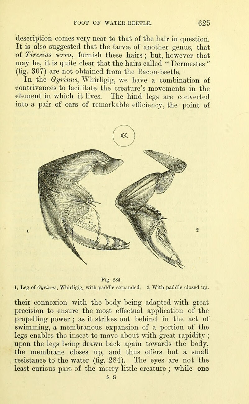 description comes very near to that of the hair in question. It is also suggested that the larva: of another genus, that of Tiresius serra, furnish these hairs; hut, however that may be, it is quite clear that the hairs called “ Dermestes ” (tig. 307) are not obtained from the Bacon-beetle. In the Gyrinus, Whirligig, we have a combination of contrivances to facilitate the creature’s movements in the element in which it lives. The hind legs are converted into a pair of oars of remarkable efficiency, the point of L 2 Fig. 2S4. 1, Leg of Gyrinus, Whirligig, with paddle expanded. 2, With paddle closed up. their connexion with the body being adapted with great precision to ensure the most effectual application of the propelling power ; as it strikes out behind in the act of swimming, a membranous expansion of a portion of the legs enables the insect to move about with great rapidity ; upon the legs being drawn back again towards the body, the membrane closes up, and thus offers but a small resistance to the water (fig. 284). The eyes are not the least curious part of the merry little creature ; while one