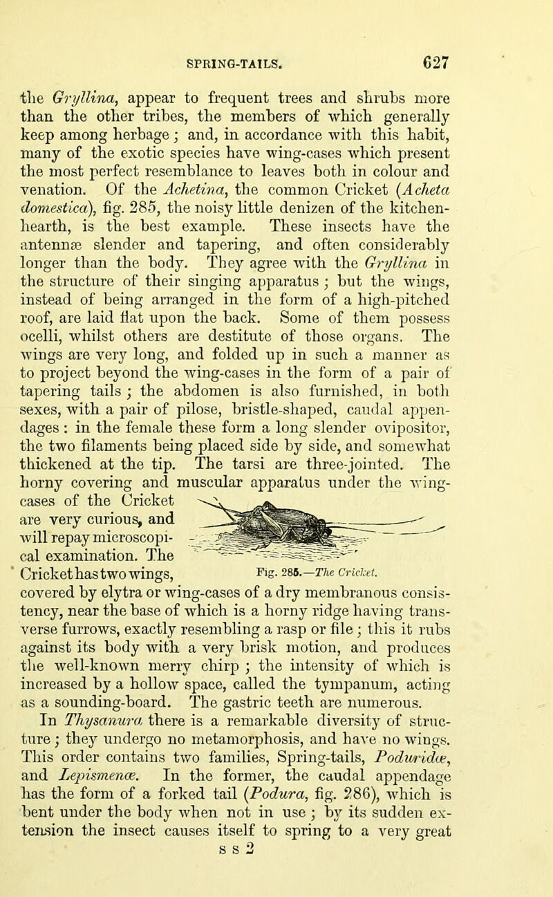 the Gryllina, appear to frequent trees and shrubs more than the other tribes, the members of which generally keep among herbage ; and, in accordance with tins habit, many of the exotic species have wing-cases which present the most perfect resemblance to leaves both in colour and venation. Of the Achetina, the common Cricket (Acheta domestica), fig. 285, the noisy little denizen of the kitchen- hearth, is the best example. These insects have the antennae slender and tapering, and often considerably longer than the body. They agree with the Gryllina in the structure of their singing apparatus ; but the wings, instead of being arranged in the form of a high-pitched roof, are laid flat upon the back. Some of them possess ocelli, whilst others are destitute of those organs. The wings are very long, and folded up in such a manner as to project beyond the wing-cases in the form of a pair of tapering tails ; the abdomen is also furnished, in both sexes, with a pair of pilose, bristle-shaped, caudal appen- dages : in the female these form a long slender ovipositor, the two filaments being placed side by side, and somewhat thickened at the tip. The tarsi are three-jointed. The horny covering and muscular apparatus under the wing- cases of the Cricket are very curious, and will repay microscopi- cal examination. The Cricket has two wings, Fig- 285.—The Cricket. covered by elytra or wing-cases of a dry membranous consis- tency, near the base of which is a horny ridge having trans- verse furrows, exactly resembling a rasp or file; this it rubs against its body with a very brisk motion, and produces the well-known merry chirp ; the intensity of which is increased by a hollow space, called the tympanum, acting as a sounding-board. The gastric teeth are numerous. In Thysanum there is a remarkable diversity of struc- ture ; they undergo no metamorphosis, and have no wings. This order contains two families, Spring-tails, Poduridce, and Lepismence. In the former, the caudal appendage has the form of a forked tail (Podura, fig. 286), which is bent under the body when not in use ; by its sudden ex- tension the insect causes itself to spring to a very great