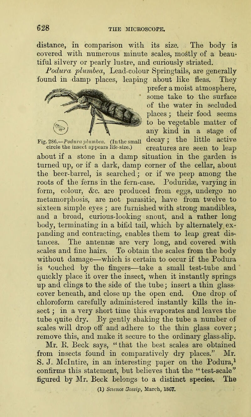 Fig. 286.—Poduraplumbea. (Inthe small circle the insect appears life-size.) distance, in comparison with its size. The body is covered witli numerous minute scales, mostly of a beau- tiful silvery or pearly lustre, and curiously striated. Fodura plumbea, Lead-colour Spring-tails, are generally found in damp places, leaping about like fleas. They prefer a moist atmosphere, some take to the surface of the water in secluded places; their food seems to be vegetable matter of any kind in a stage of decay; the little active creatures are seen to leap about if a stone in a damp situation in the garden is turned up, or if a dark, damp corner of the cellar, about the beer-barrel, is searched; or if we peep among the roots of the ferns in the fern-case. Poduridae, varying in form, colour, &c. are produced from eggs, undergo no metamorphosis, are not parasitic, have from twelve to sixteen simple eyes ; are furnished with strong mandibles, and a broad, curious-looking snout, and a rather long body, terminating in a bifid tail, which by alternately ex- panding and contracting, enables them to leap great dis- tances. The antennae are very long, and covered with scales and fine hairs. To obtain the scales from the body without damage—which is certain to occur if the Podura is touched by the fingers-—take a small test-tube and quickly place it over the insect, when it instantly springs up and clings to the side of the tube; insert a thin glass- cover beneath, and close up the open end. One drop of chloroform carefully administered instantly kills the in- sect ; in a very short time this evaporates and leaves the tube quite dry. By gently shaking the tube a number of scales will drop off and adhere to the thin glass cover; remove this, and make it secure to the ordinary glass-slip. Mr. E. Beck says, “that the best scales are obtained from insects found in comparatively dry places.” Mr. S. J. Mclntire, in an interesting paper on the Podura,1 confirms this statement, but believes that the “test-scale” figured by Mr. Beck belongs to a distinct species. The (1) Science Gossip, March, 1807.