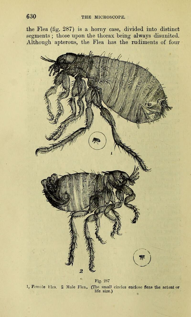 the Flea (fig. 287) is a horny case, divided into distinct segments ; those upon the thorax being always disunited. Although apterous, the Flea has the rudiments of four Fig. 2ST I» Female Hea. 2 Male Flea. (Tim small circles enclose fleas tlie actual or life size.)