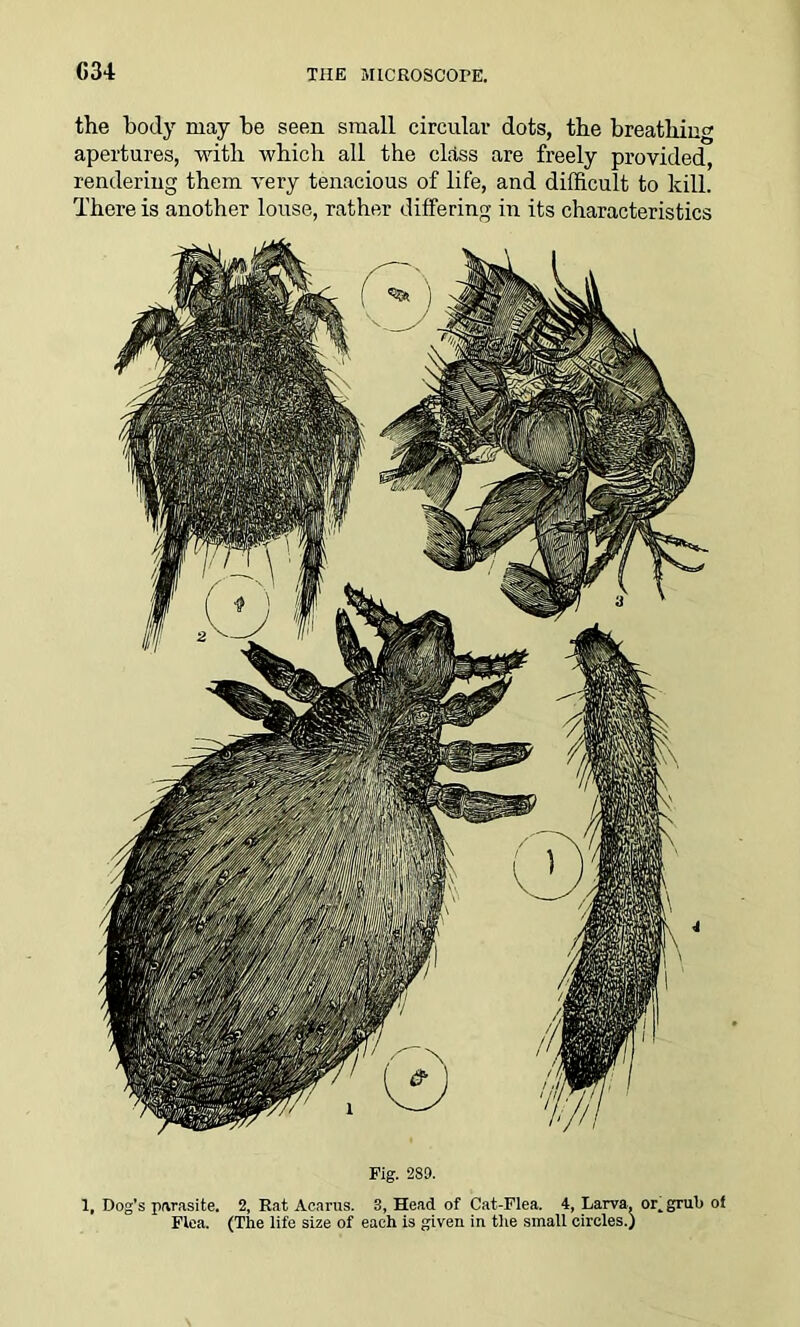 G34 the body may be seen small circular dots, the breathing apertures, with which all the class are freely provided, rendering them very tenacious of life, and difficult to kill. There is another louse, rather differing in its characteristics Fig. 2S9. 1, Dog’s parasite. 2, Rat Aearus. 3, Head of Cat-Flea. 4, Larva, or_ grub of Flea. (The life size of each is given in the small circles.)