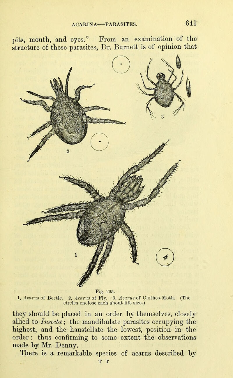 pits, mouth, and eyes.” From an examination of the structure of these parasites, Dr. Burnett is of opinion that Fig. 295. 1, Acarus of Beetle. 2, Acarus of Fly. 3, Acarus of Clotlies-Moth. (The circles enclose each about life size.) they should he placed in an order hy themselves, closely allied to Insecta; the mandibulate parasites occupying the highest, and the haustellate the lowest, position in the order : thus confirming to some extent the observations made by Mr. Denny. There is a remarkable species of acarus described hy T T