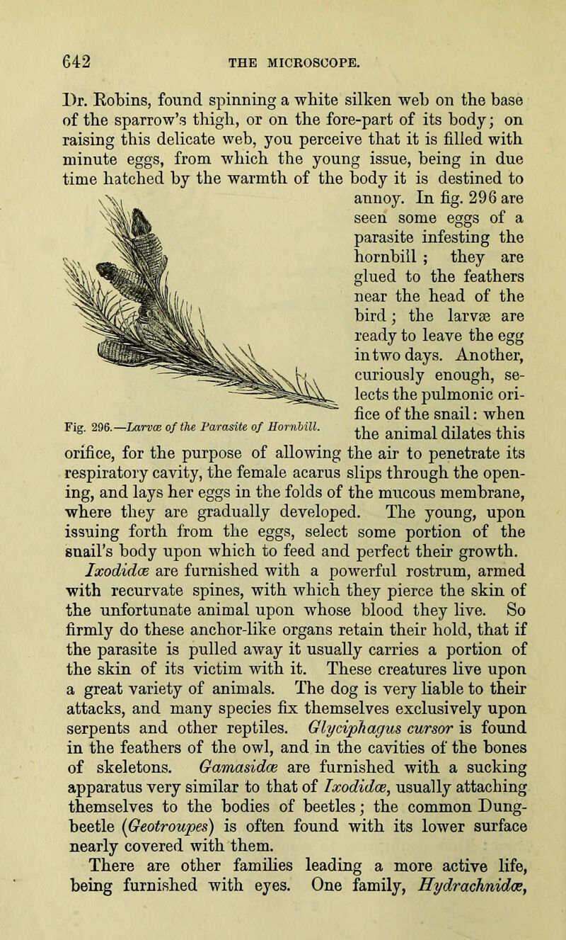 Dr. Robins, found spinning a white silken web on the base of the sparrow’s thigh, or on the fore-part of its body; on raising this delicate web, you perceive that it is filled with minute eggs, from which the young issue, being in due time hatched by the warmth of the body it is destined to annoy. In fig. 296 are seen some eggs of a parasite infesting the hornbill ; they are glued to the feathers near the head of the bird; the larvae are ready to leave the egg in two days. Another, curiously enough, se- lects the pulmonic ori- fice of the snail: when the animal dilates this orifice, for the purpose of allowing the air to penetrate its respiratory cavity, the female acarus slips through the open- ing, and lays her eggs in the folds of the mucous membrane, where they are gradually developed. The young, upon issuing forth from the eggs, select some portion of the snail’s body upon which to feed and perfect their growth. Ixodidce are furnished with a powerful rostrum, armed with recurvate spines, with which they pierce the skin of the unfortunate animal upon whose blood they live. So firmly do these anchor-like organs retain their hold, that if the parasite is pulled away it usually carries a portion of the skin of its victim with it. These creatures live upon a great variety of animals. The dog is very liable to their attacks, and many species fix themselves exclusively upon serpents and other reptiles. Glyciphagus cursor is found in the feathers of the owl, and in the cavities of the bones of skeletons. Gamasidce are furnished with a sucking apparatus very similar to that of Ixodidce, usually attaching themselves to the bodies of beetles; the common Dung- beetle (Geotroupes) is often found with its lower surface nearly covered with them. There are other families leading a more active life, being furnished with eyes. One family, Hydrachnidce, Fig. 296.—Larvae of the Parasite of Hornbill.