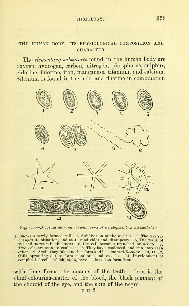 -THE HUMAN BODY, ITS PHYSIOLOGICAL COMPOSITION AND CHARACTER. The elementary substances found in the human body are oxygen, hydrogen, carbon, nitrogen, phosphorus, sulphur, chlorine, fluorine, iron, manganese, titanium, and calcium. Silenium is found in the hair, and fluorine in combination Fig. 300.—Diagram showing various forms of development in Animal Cells. 1, Shows a newly formed cell. 2, Subdivision of the nucleus. 3, The nucleus changes its situation, and at 4, subdivides and disappears. 5, The walls of the cell increase in thickness. 6, the cell becomes branched, or stellate. 7, Two cells are seen to coalesce. 8, They have coalesced and run into each other. 9, Again they take another form and become multilocnlar. 10, 11, 12. Calls sprouting out to form membrane and vessels 14, Development of complicated cells, which, at 13, have coalesced to form tissue. with lime forms the enamel of the teeth. Iron is the chief colouring-matter of the blood, the black pigment of the choroid of the eye, and the skin of the negro. u u 2